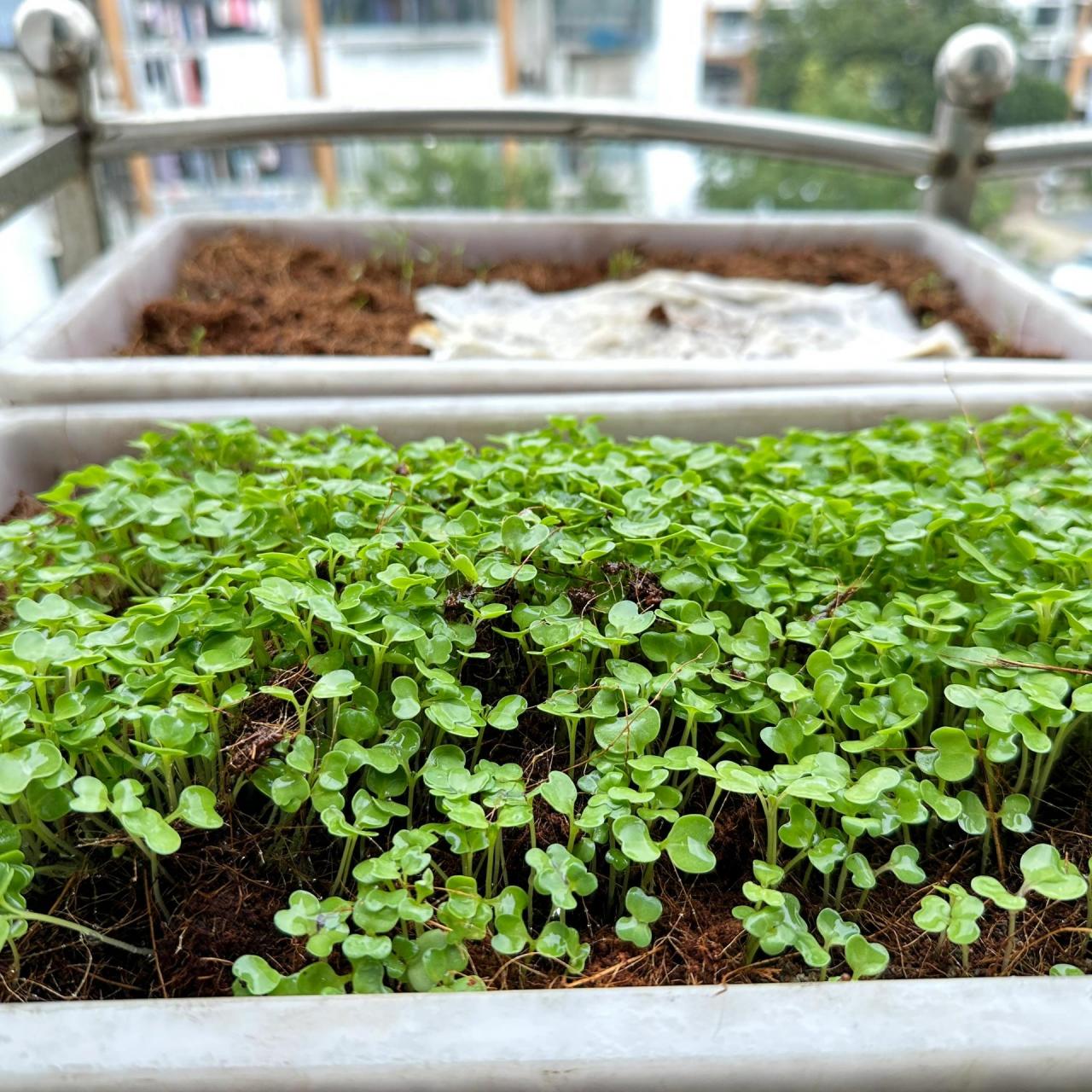 今天,盆栽的鸡毛菜发芽啦!喜大普奔!