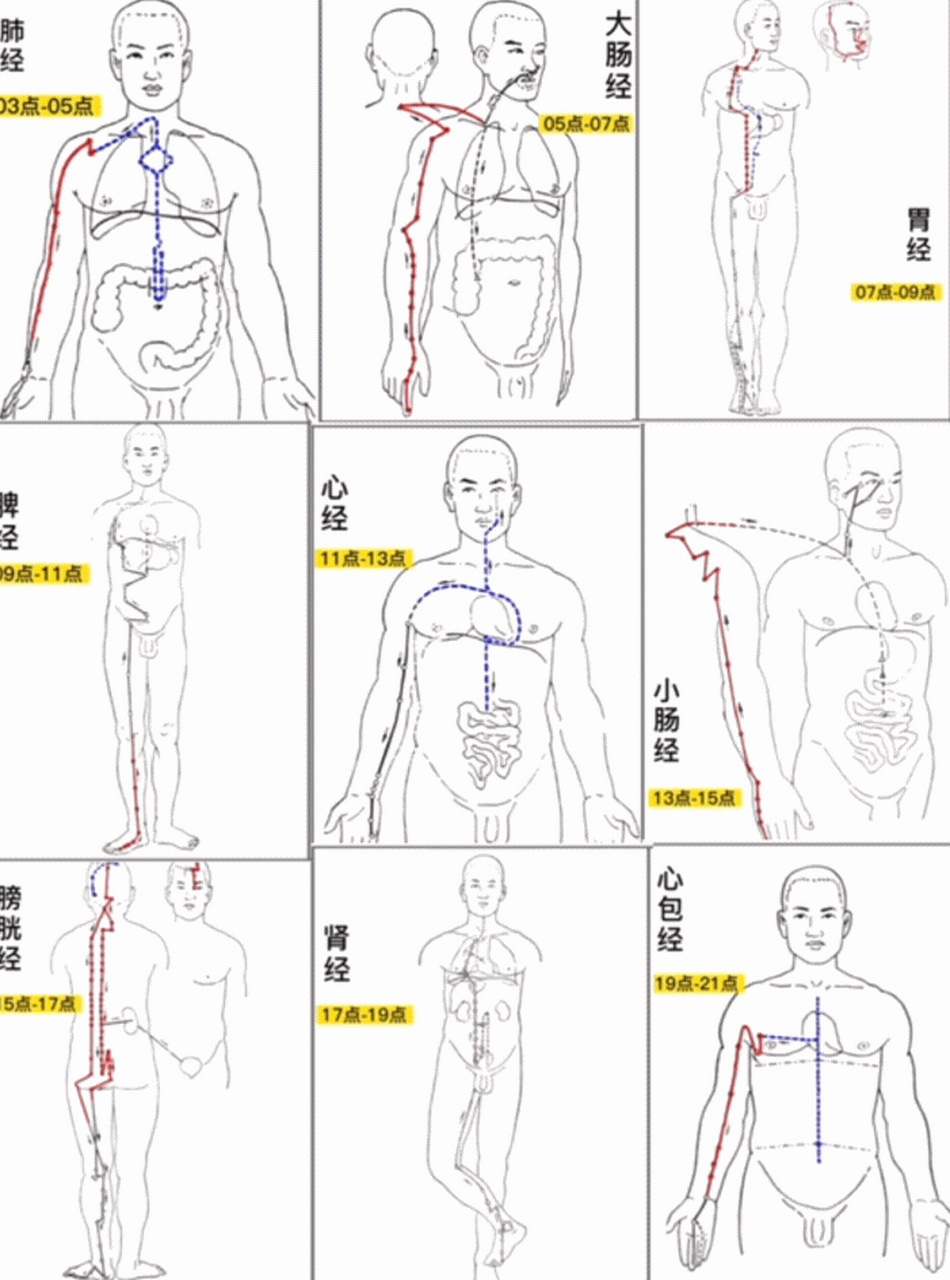 身体十二经络走向图图片