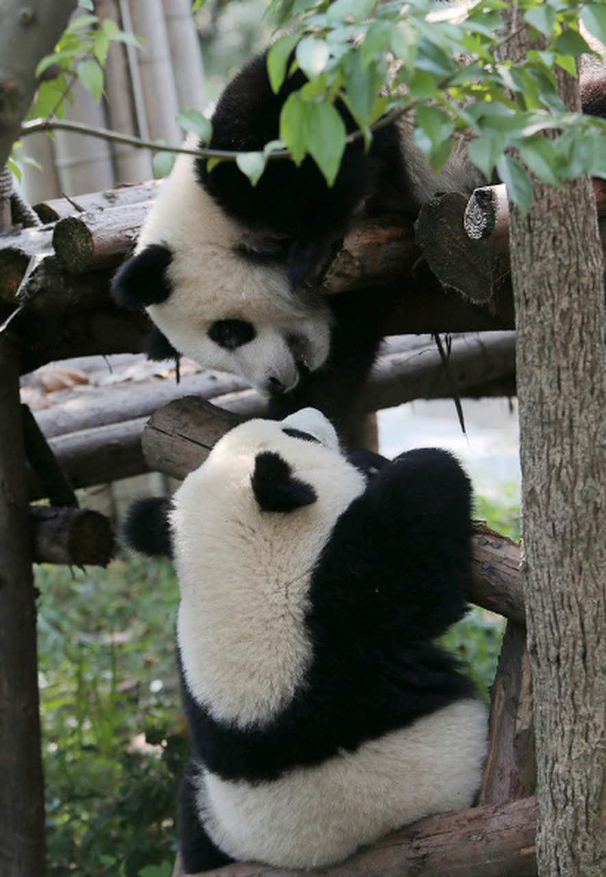 大熊猫康康,兰兰作为中日友好的使者坐上民航飞机前往日本