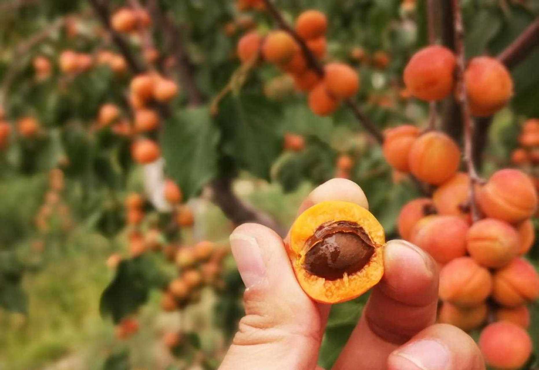 大家好我是法特,新疆伊犁小红杏熟透了,糖度可以达到度左右.