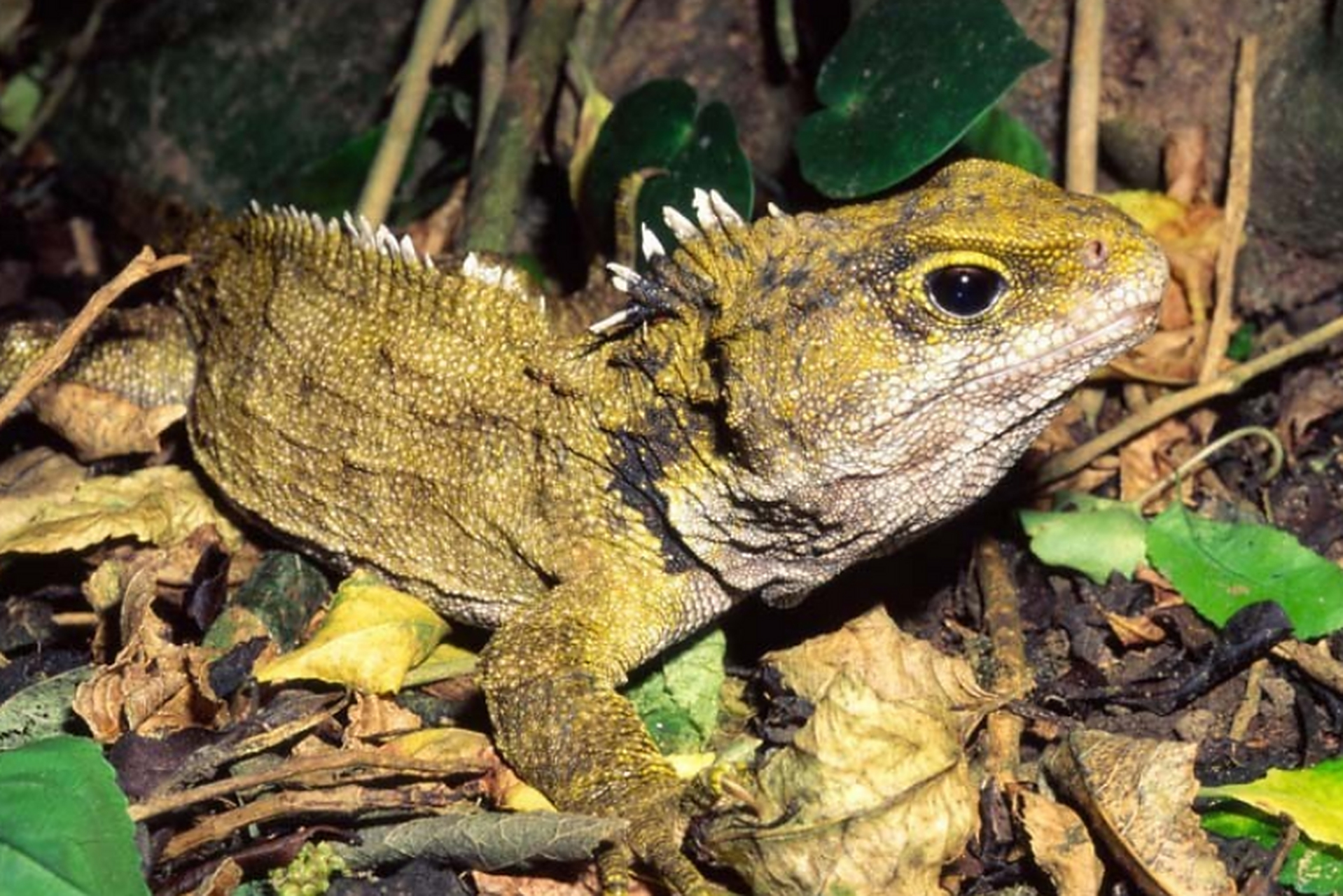 变色龙的眼睛大而突出,两只眼睛能单独活动,一只眼向前看,另一只