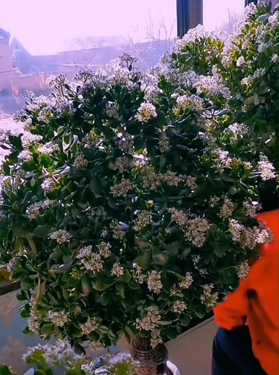 玉树琼花,庆元宵 玉树开花,好事到,恭喜各位发大财 想要玉树开花 株龄