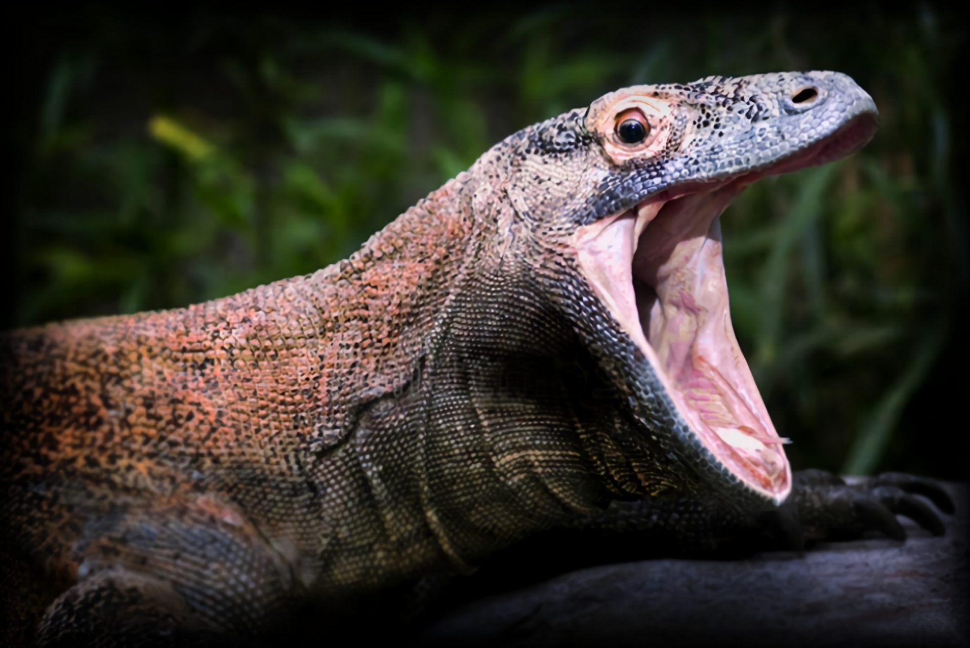 世界上最稀有的蜥蜴图片