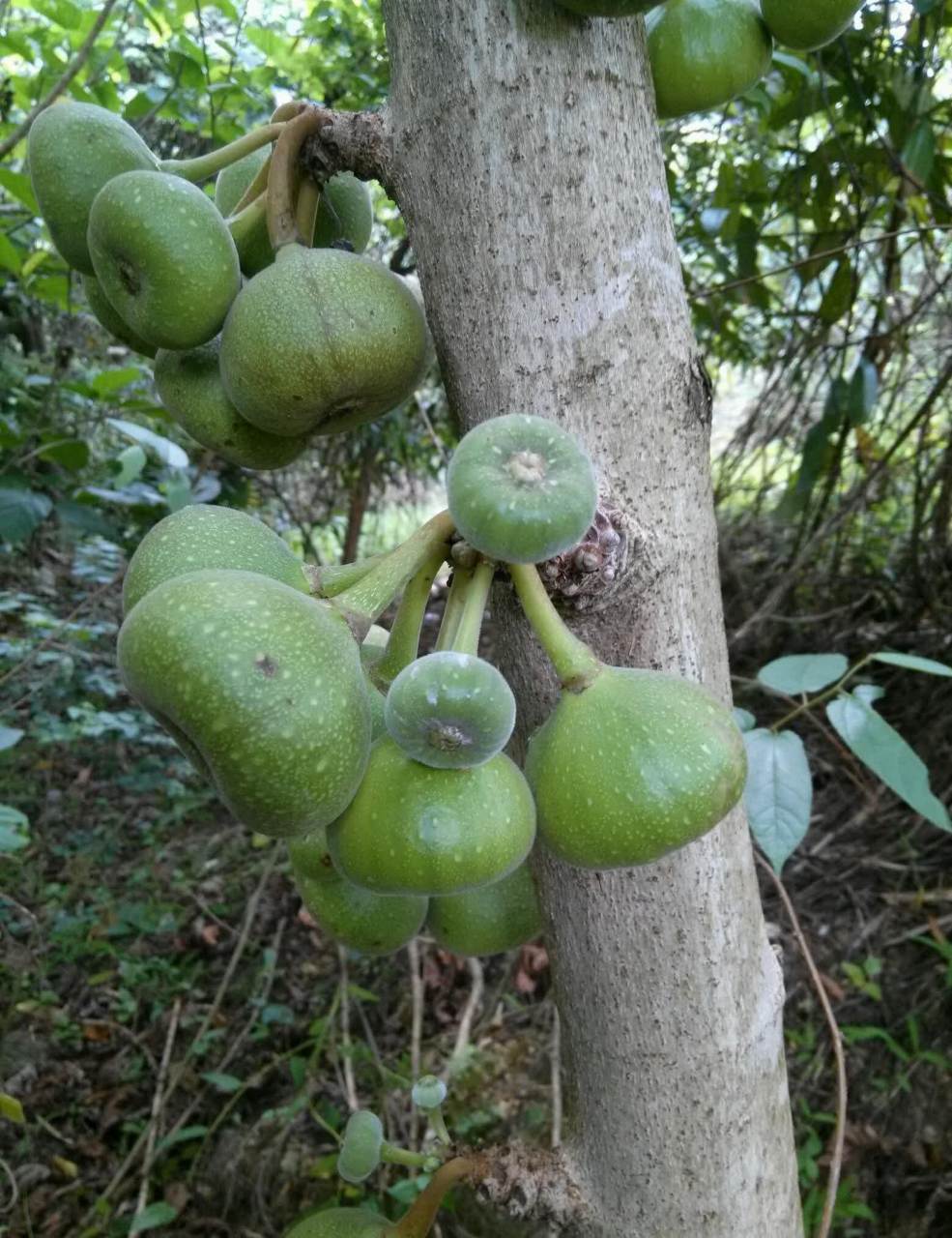 绿色的水果看起来像迷你南瓜.