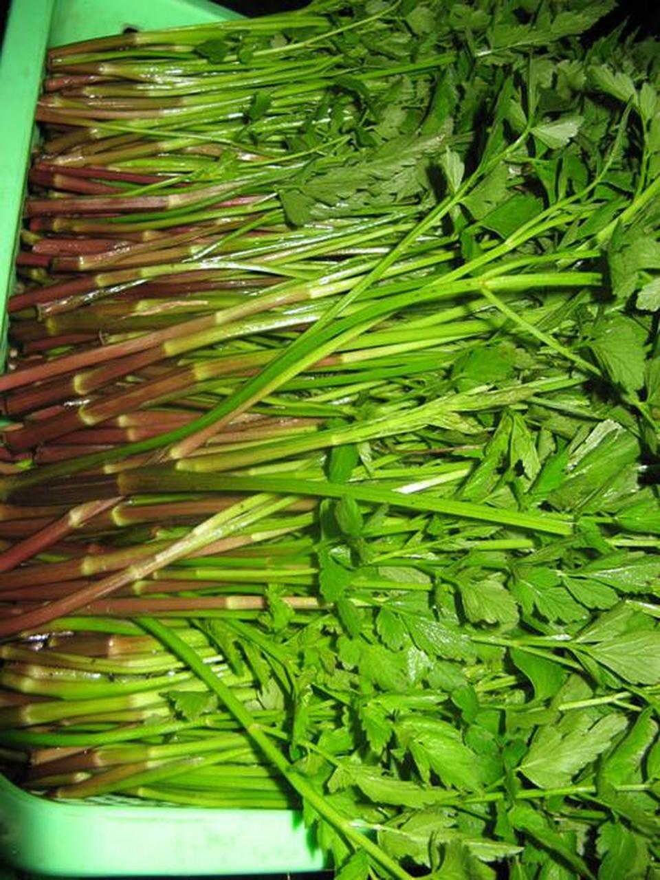 水芹菜,多年生草本植物,别名:野芹菜.