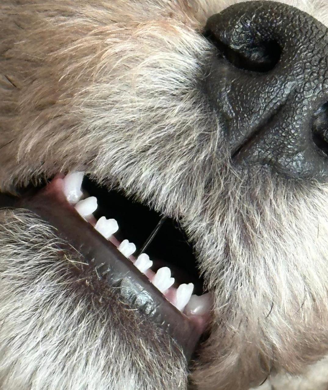 网友:狗子的牙齿是小手套的形状,这乳牙也太可爱啦