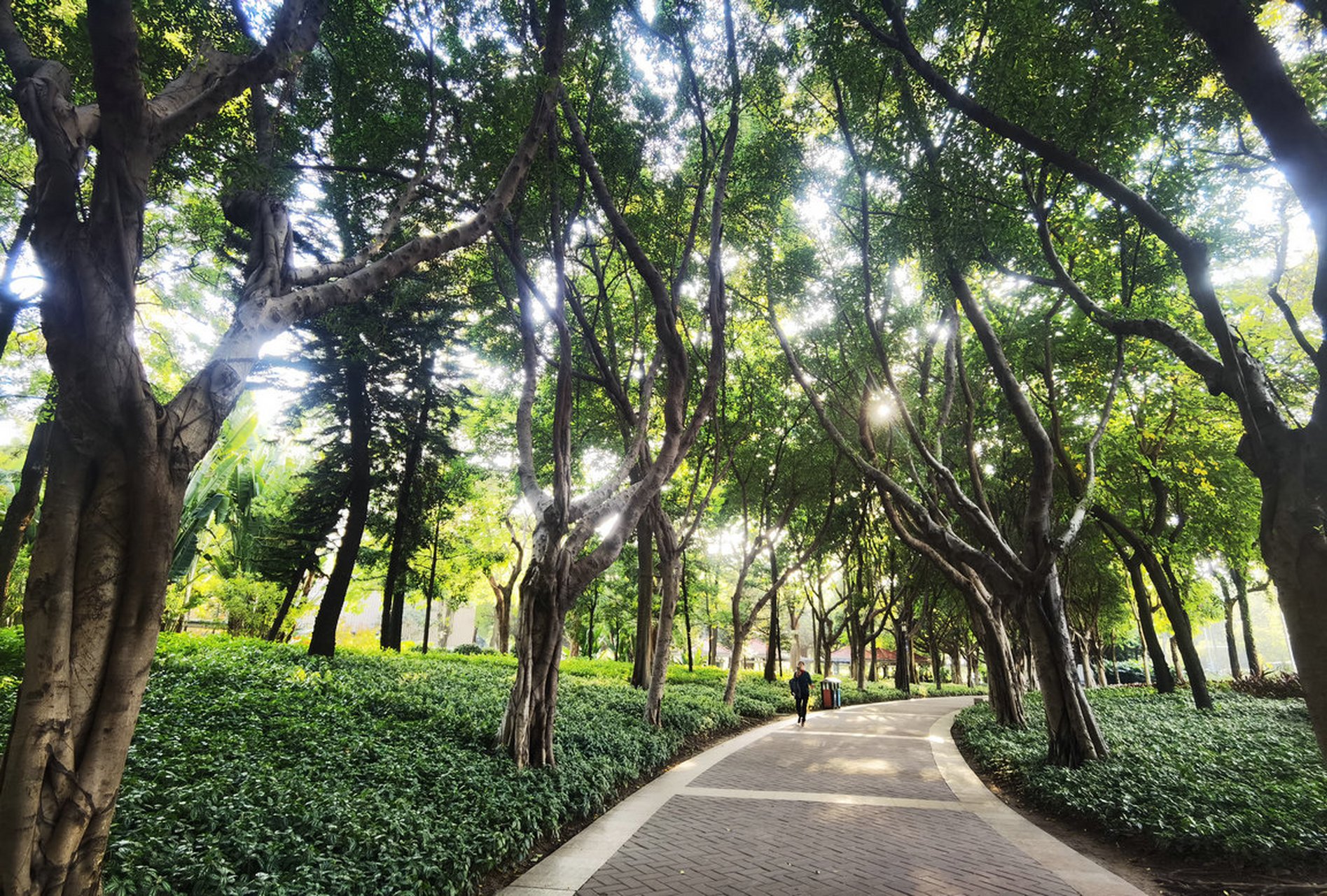 冬季在场证明# 初冬,来广州庄头公园闲逛,忽然,发现公园处处可见律