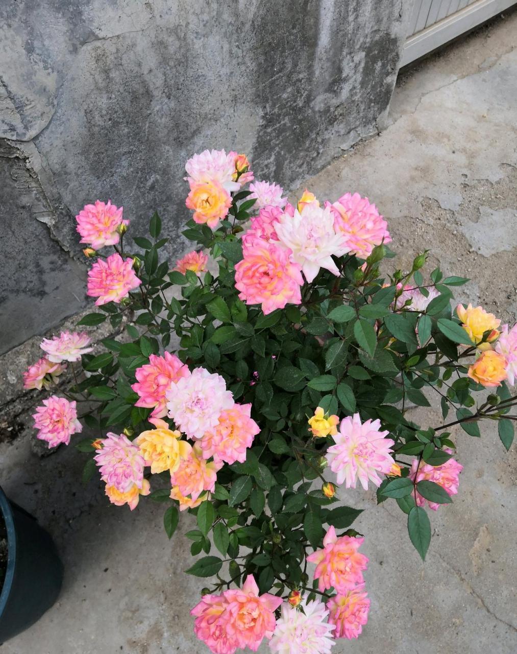 微型月季花"小五彩",一种会同时开几种颜色花朵的植物,五颜六色,绚丽