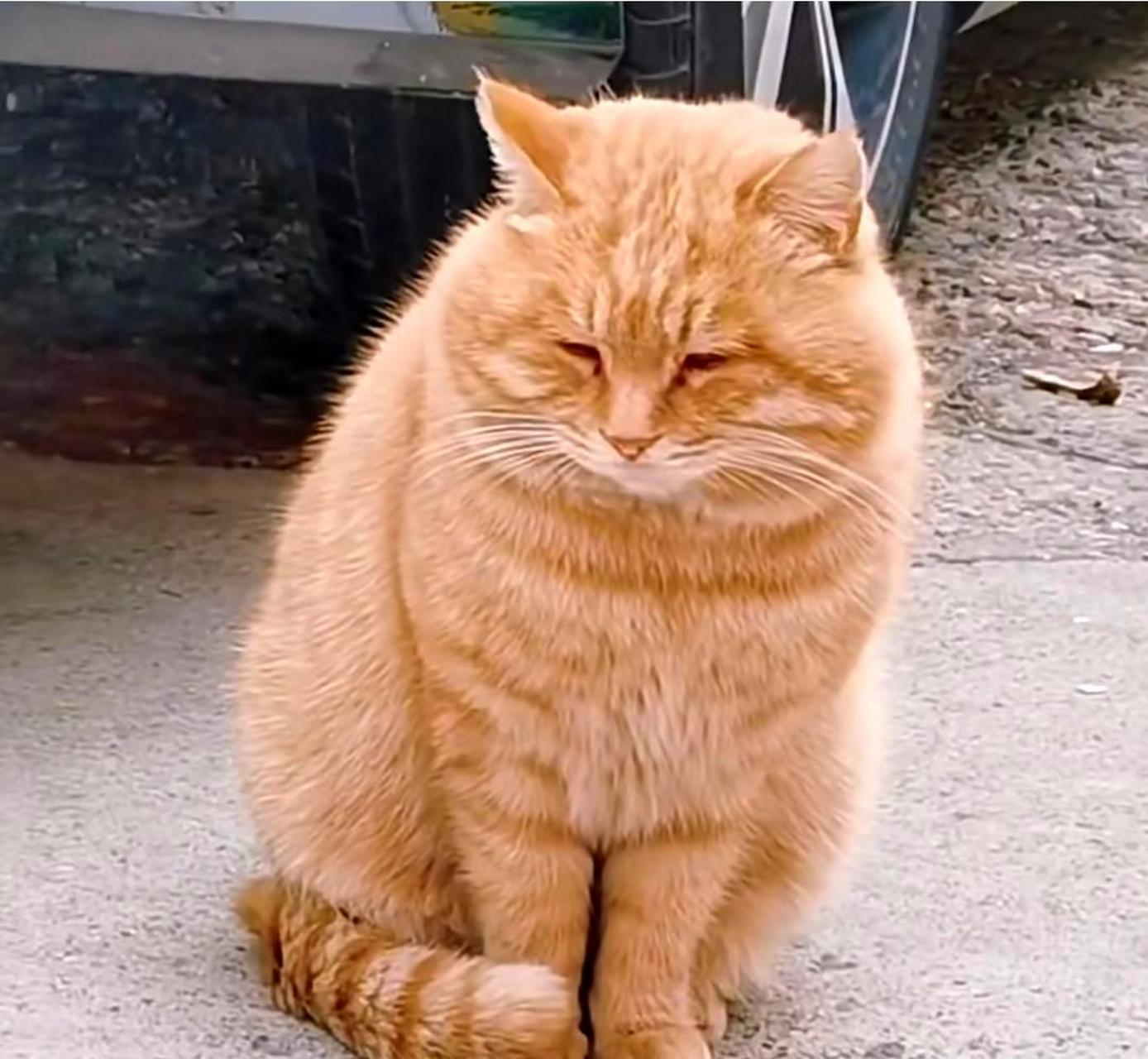 这只大橘猫长相非常迷人,让我非常想要把它带回家!