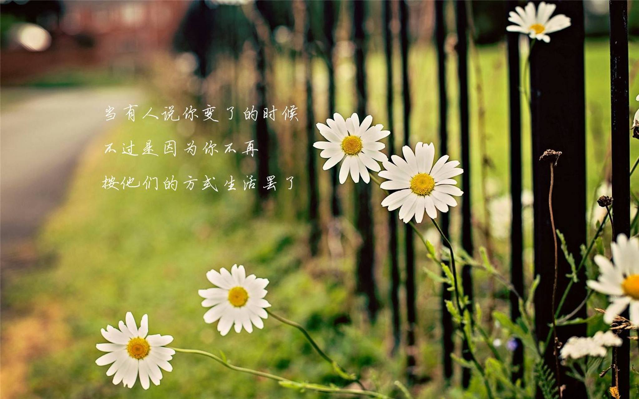 做一个简单的人,在最合适的地方放一个共同的心,不怕时间,春天去看花