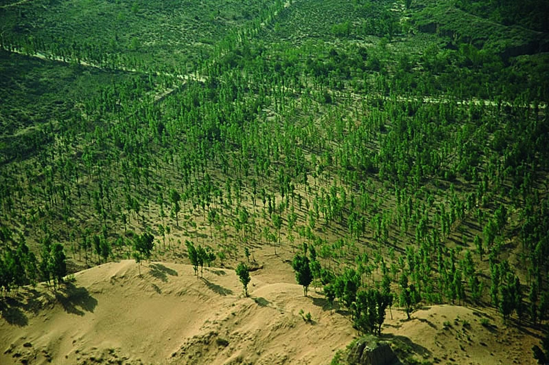 沙尘暴来了#三北防护林工程是我国应对沙尘暴最重要的措施.