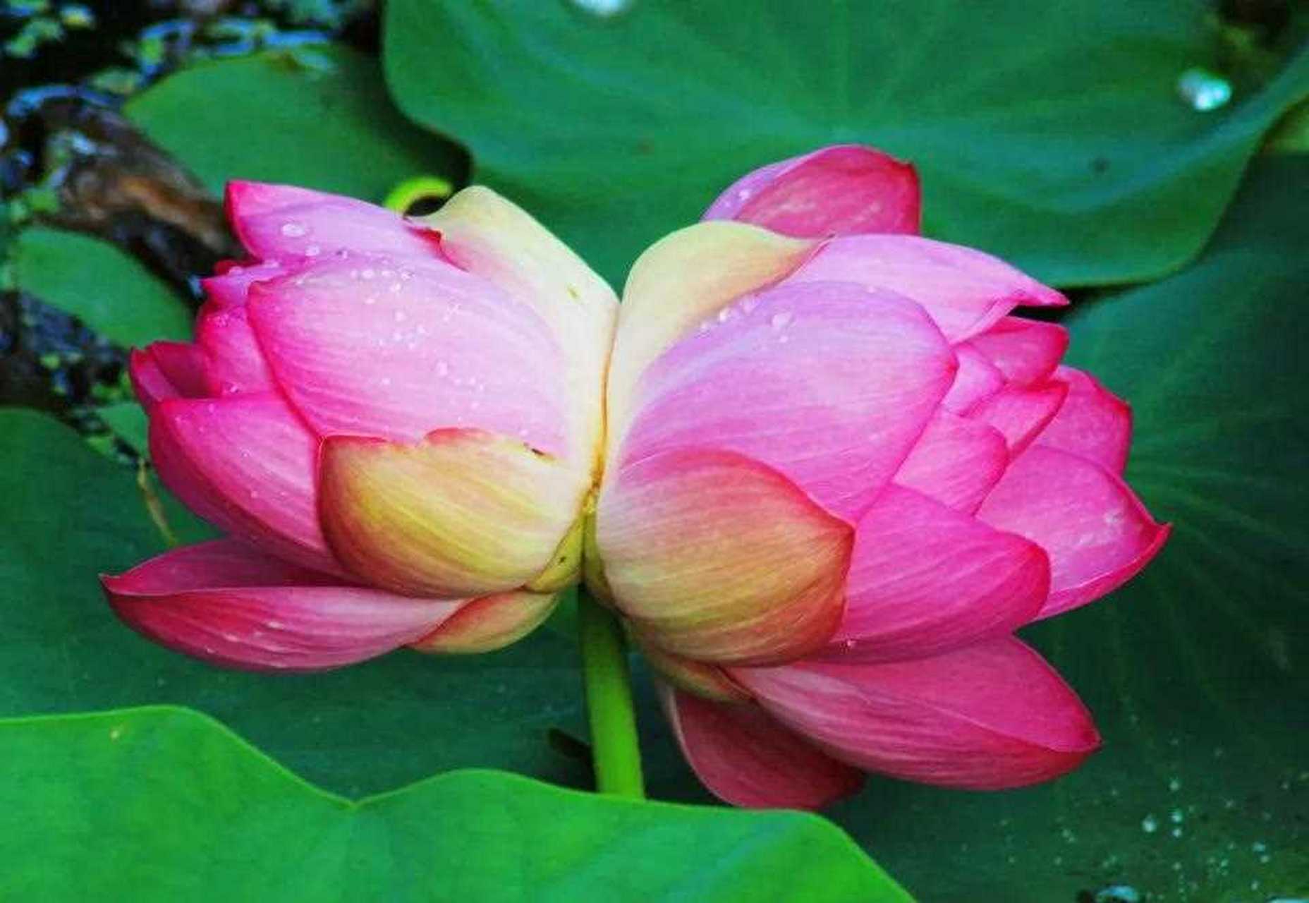 并蒂莲花,多姿多彩,千姿百态,亭亭玉立,出淤泥而不染,轻盈皎洁,含苞