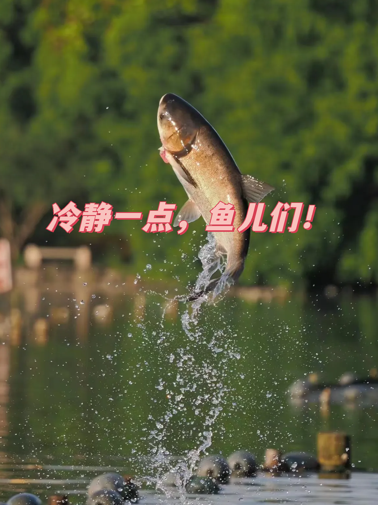 池塘里生活着各种各样的鱼,它们在这片水域中自由自在地游弋