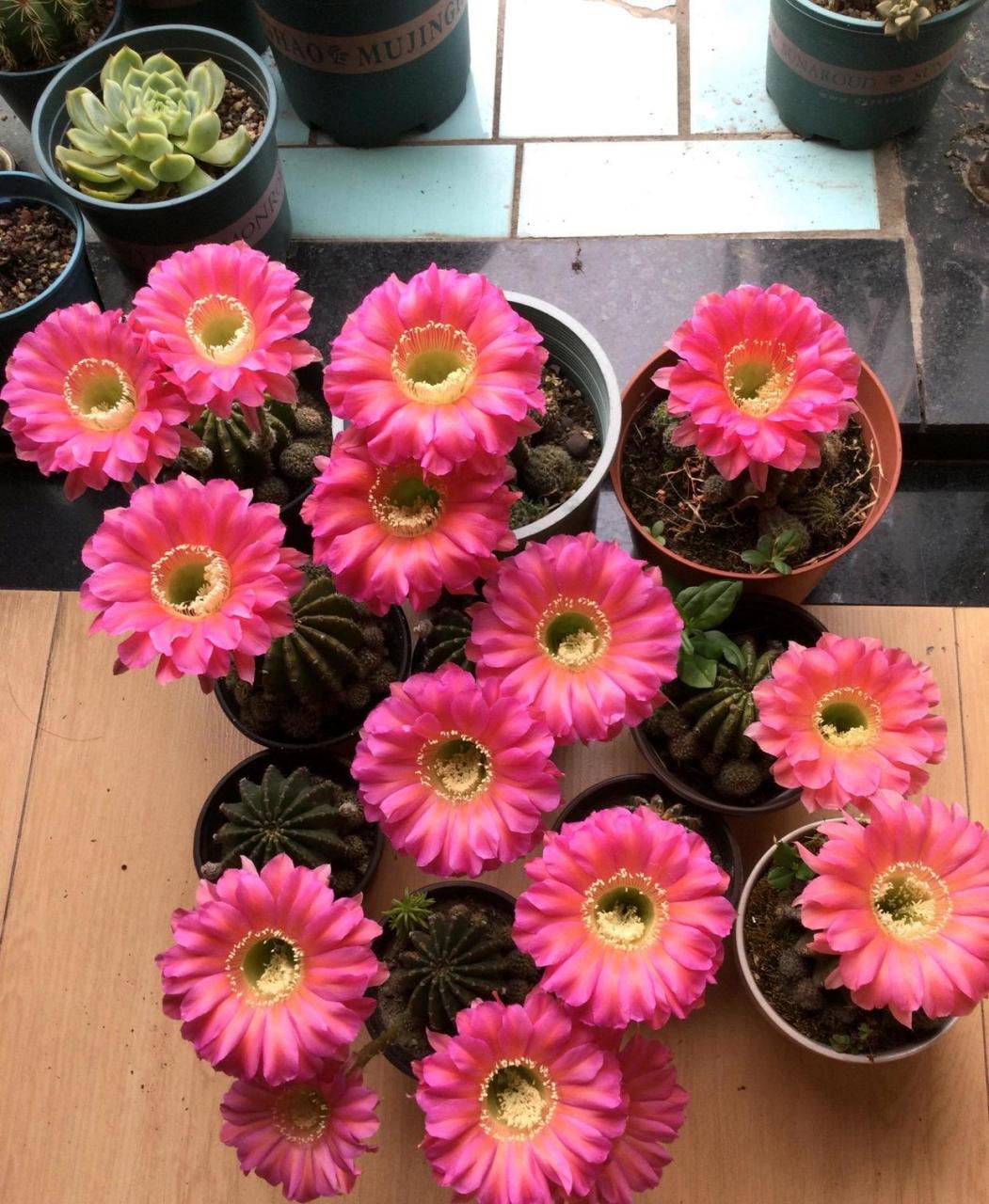 有种很会开花的仙人球,名叫"浓桃筋",属于彩色草球,球体幼时呈圆球形