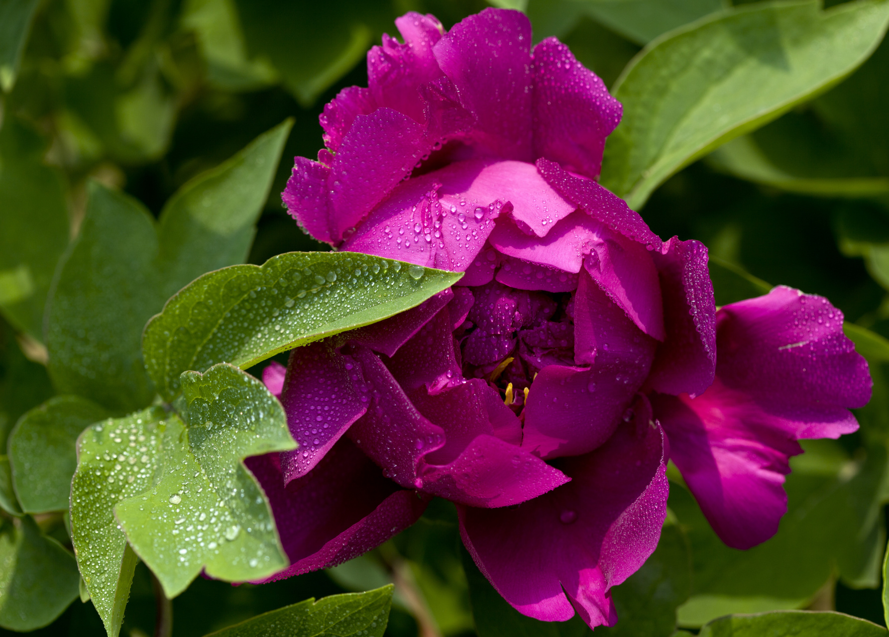 美得令人窒息,状元红牡丹犹如一团团燃烧的火焰 #美丽的花朵# #治愈系