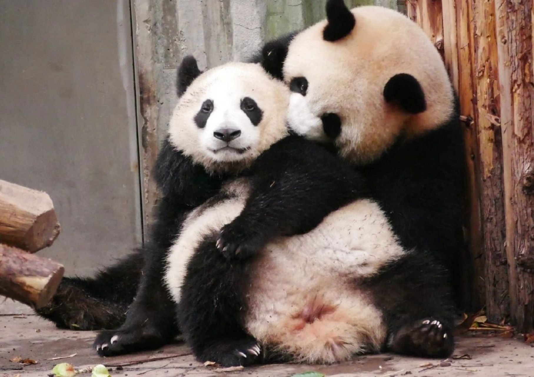 圆润那让人窒息的母爱啊~ 二狗说幸好我有花花帮我分担!