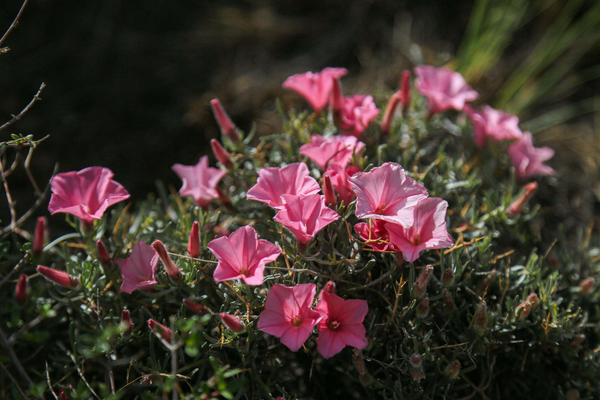刺旋花,旋花科,旋花属匍匐有刺亚灌木,茎密集,披散垫状;小枝有刺,坚硬
