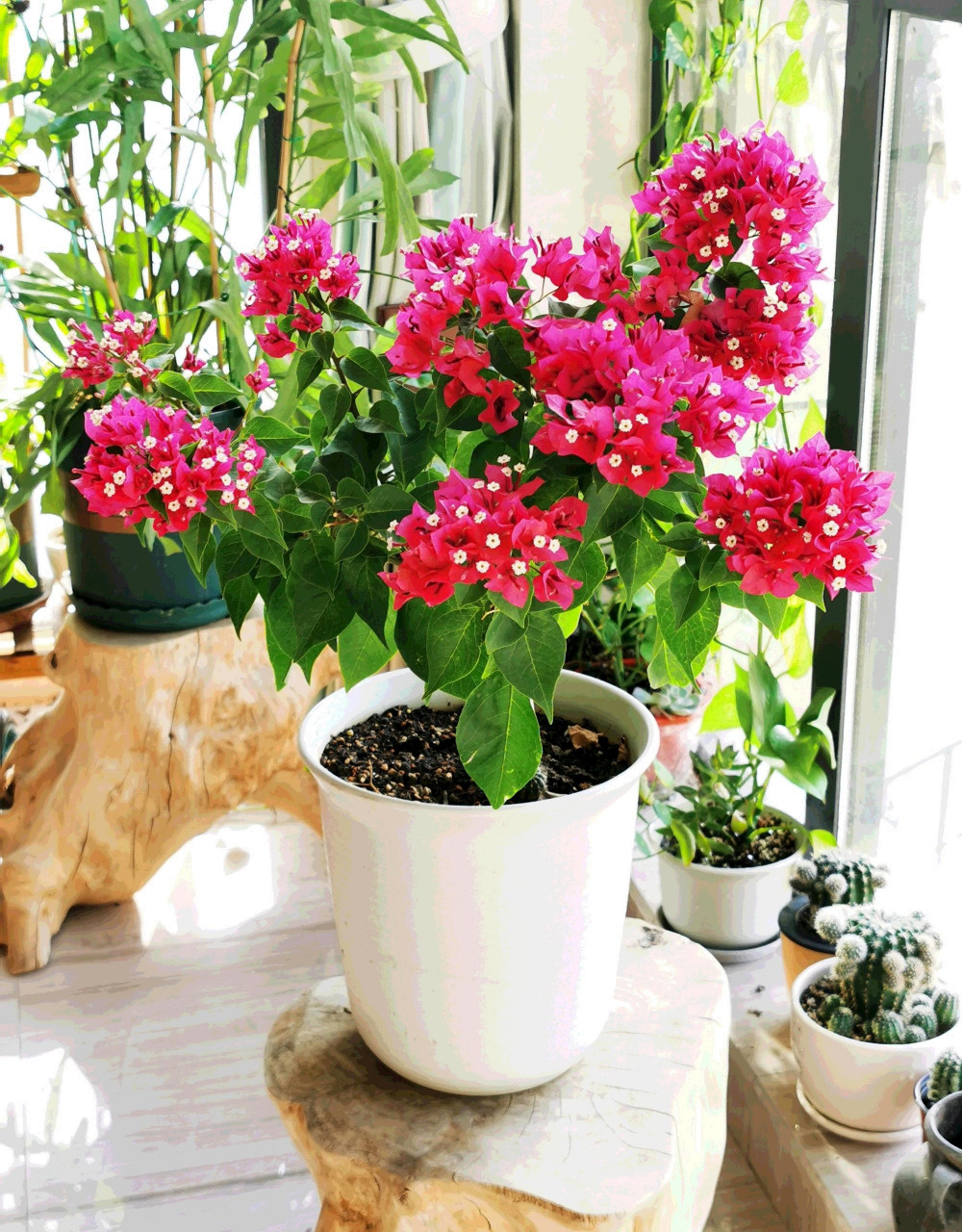 三角梅菲菲娜紫(图1~7)和菲菲娜白(8~9),都是维拉系列,植株低矮紧凑