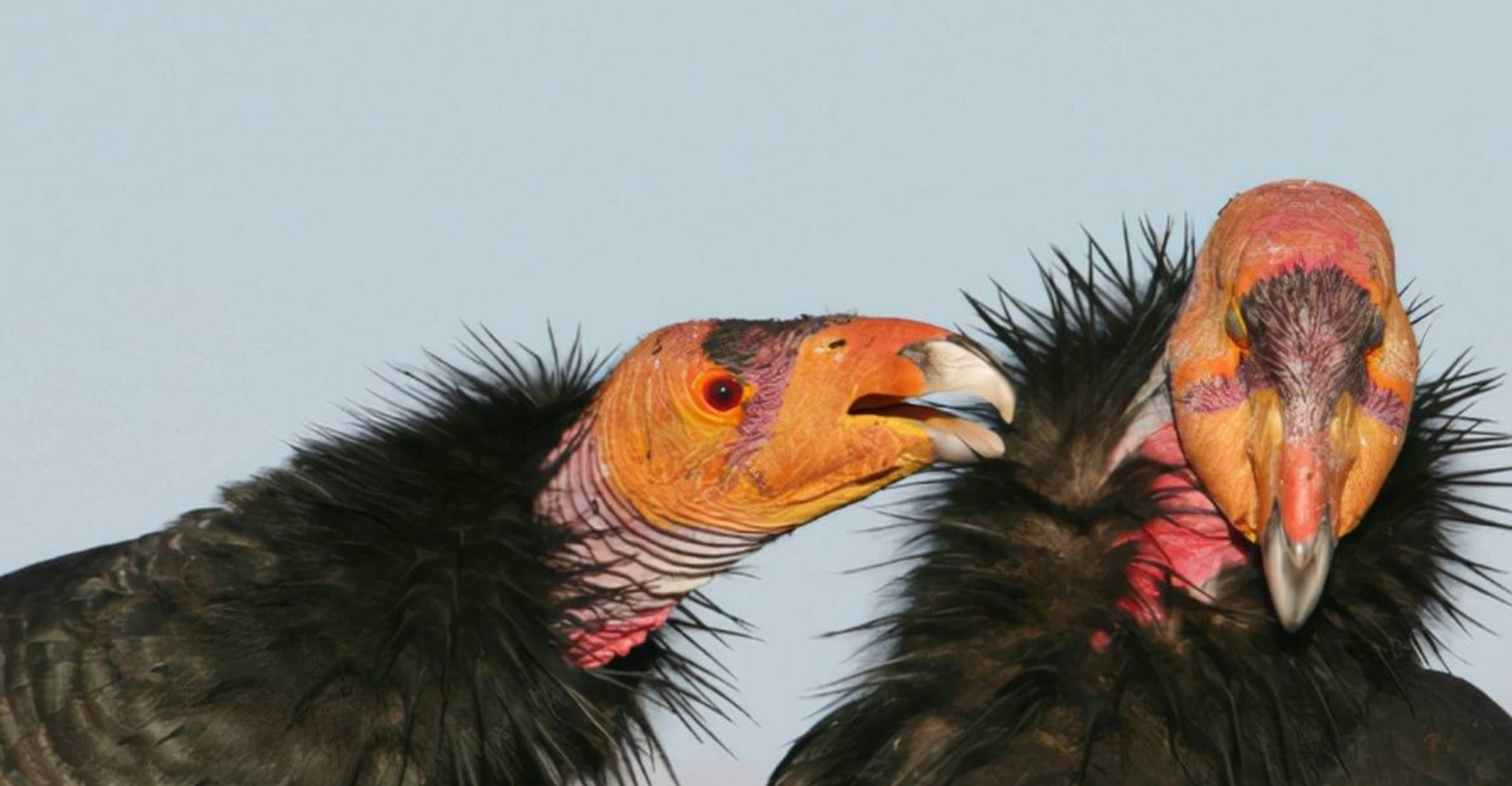 世界最丑的动物 加州秃鹫 加州秃鹫说他长得丑,真的一点都不为过,黑色