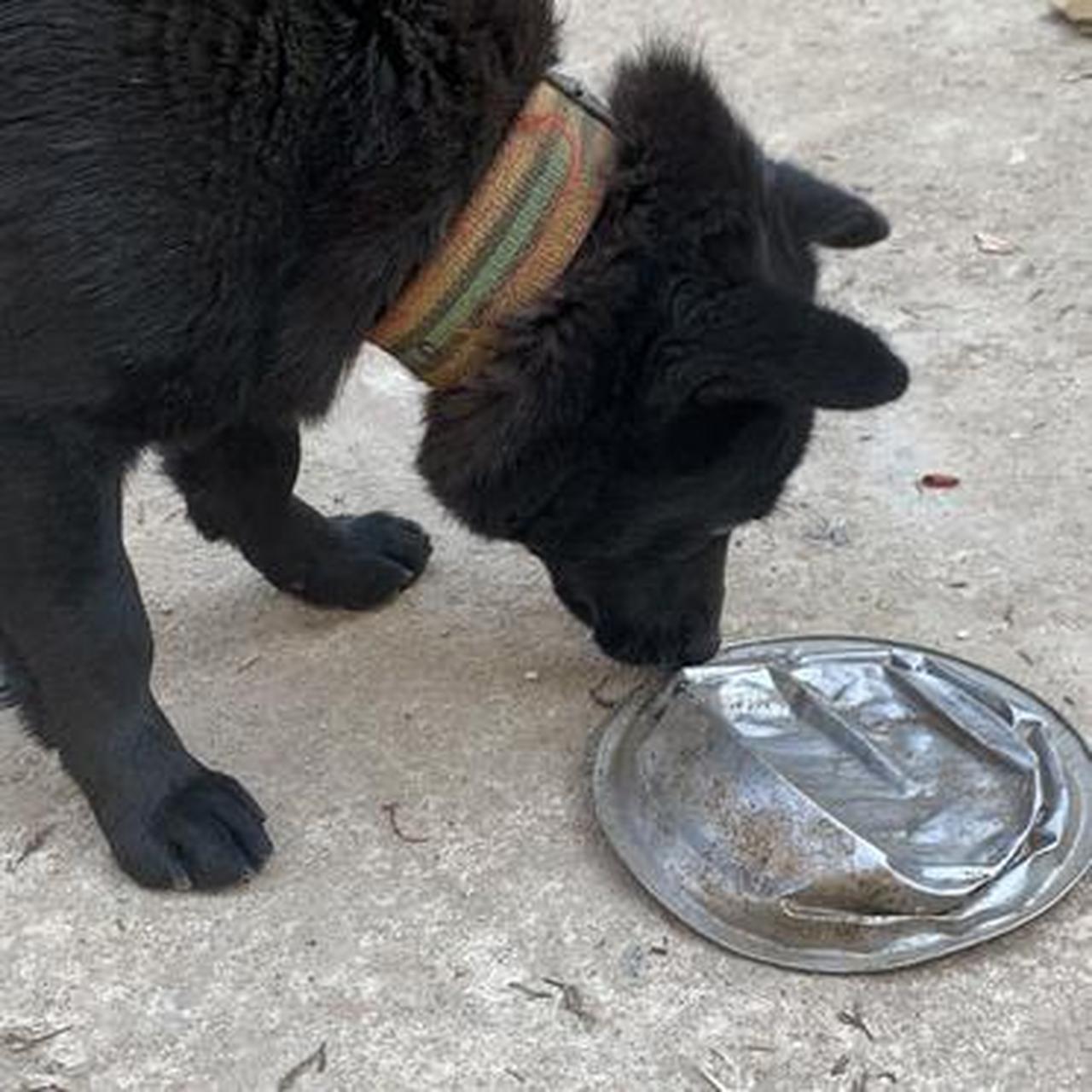 主人又把狗狗的碗给压扁了,求狗狗的心理阴影面积.