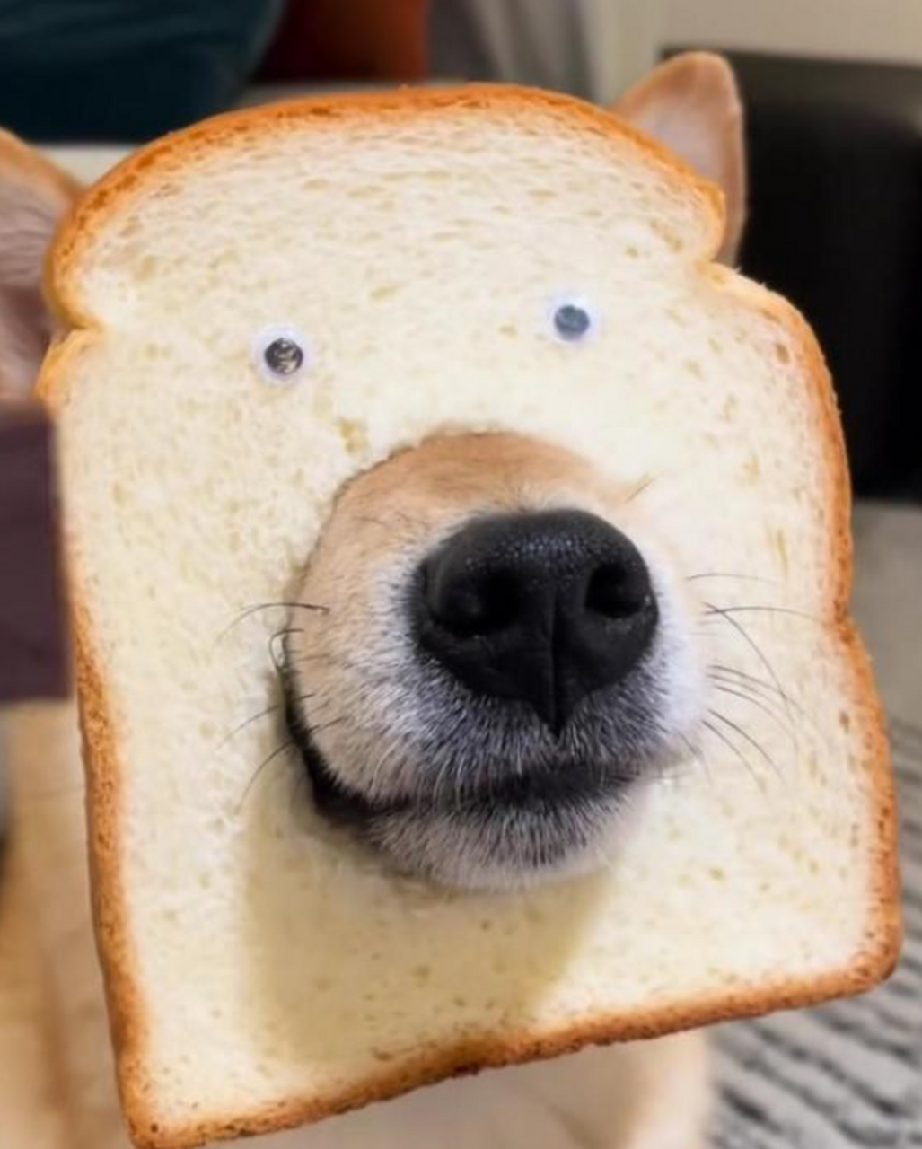 一只偷吃面包的狗狗!