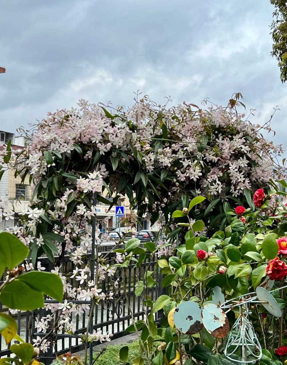 常绿铁线莲苹果花   我种路边就是给路人看的[灵光一闪]