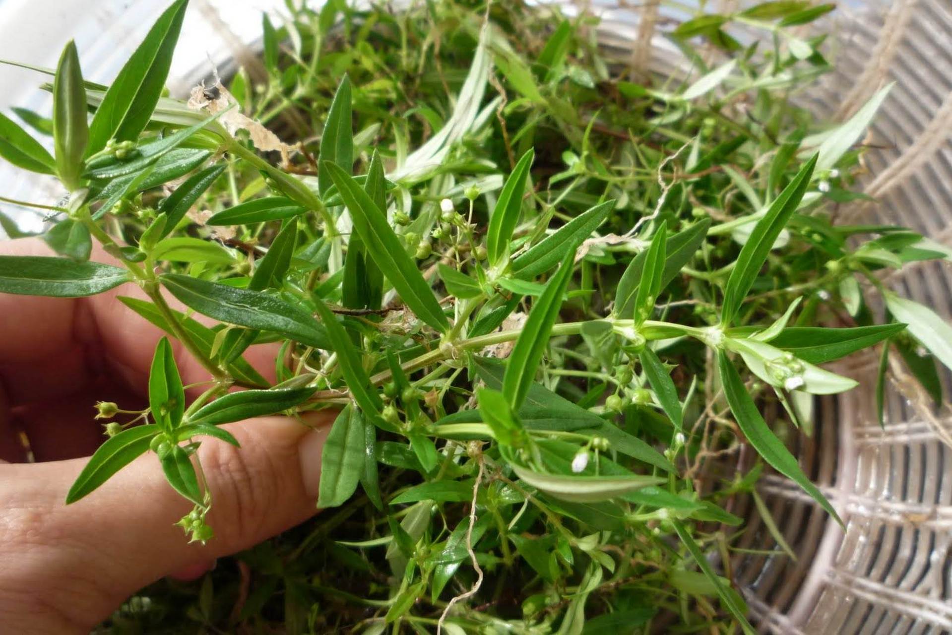 肺结节门诊上我常用的中药-白花蛇舌草,今天给大家普及一下:  【性味