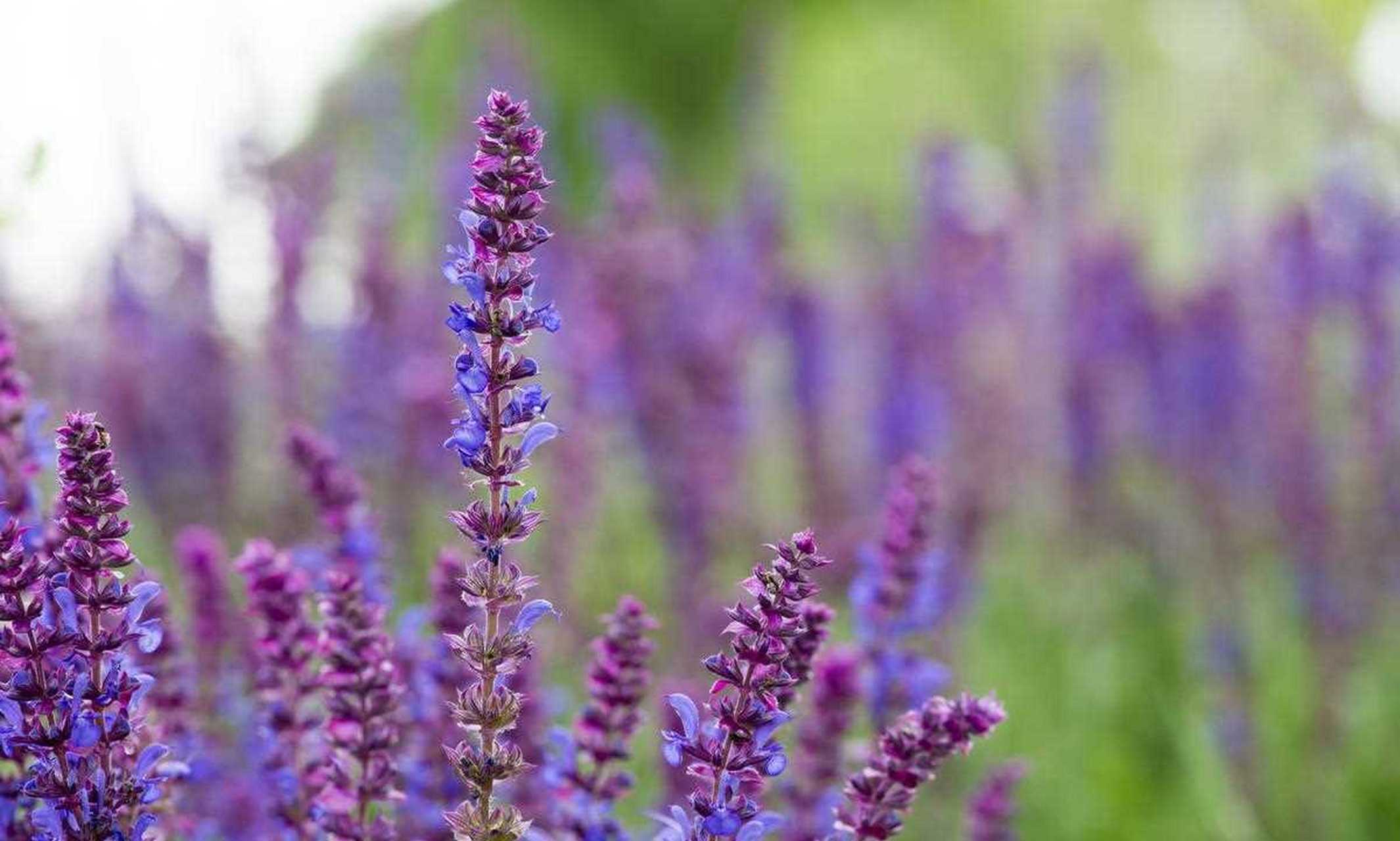 【鼠尾草】(salvia officinalis),又名:药用鼠尾草,撒尔维亚,洋苏草.