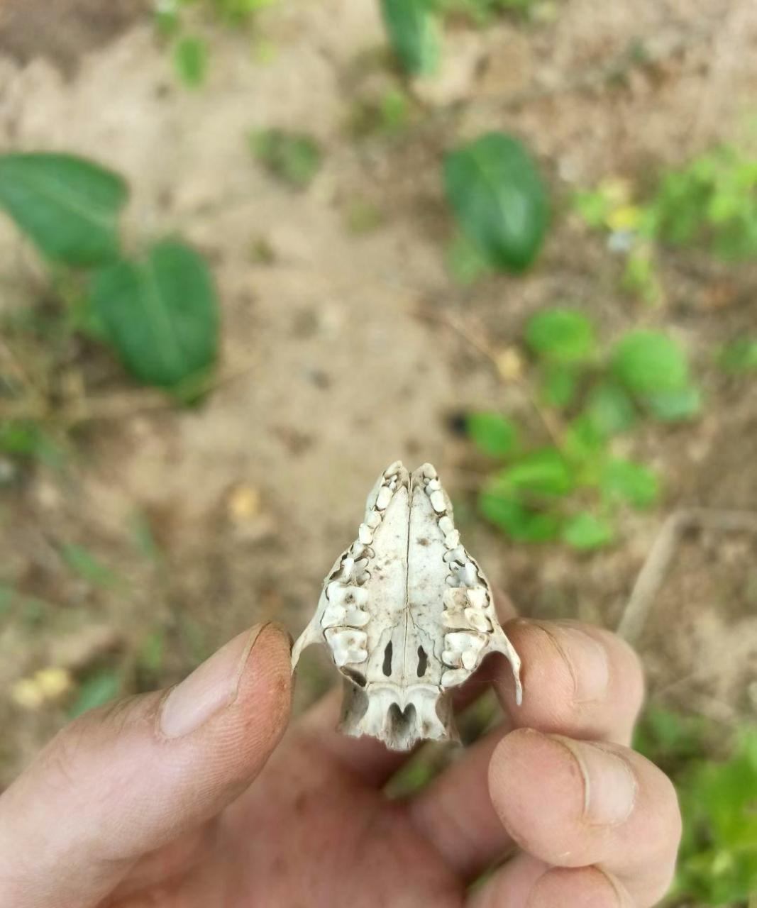 这是老鼠的头骨吗?