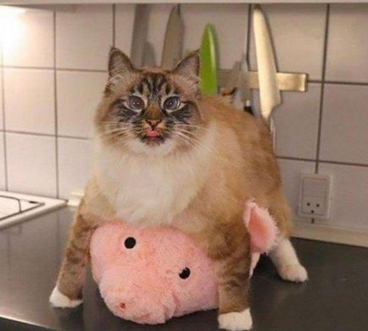 【云吸猫】肥猫:没有朕趴不了的东西! #搞笑趣味图