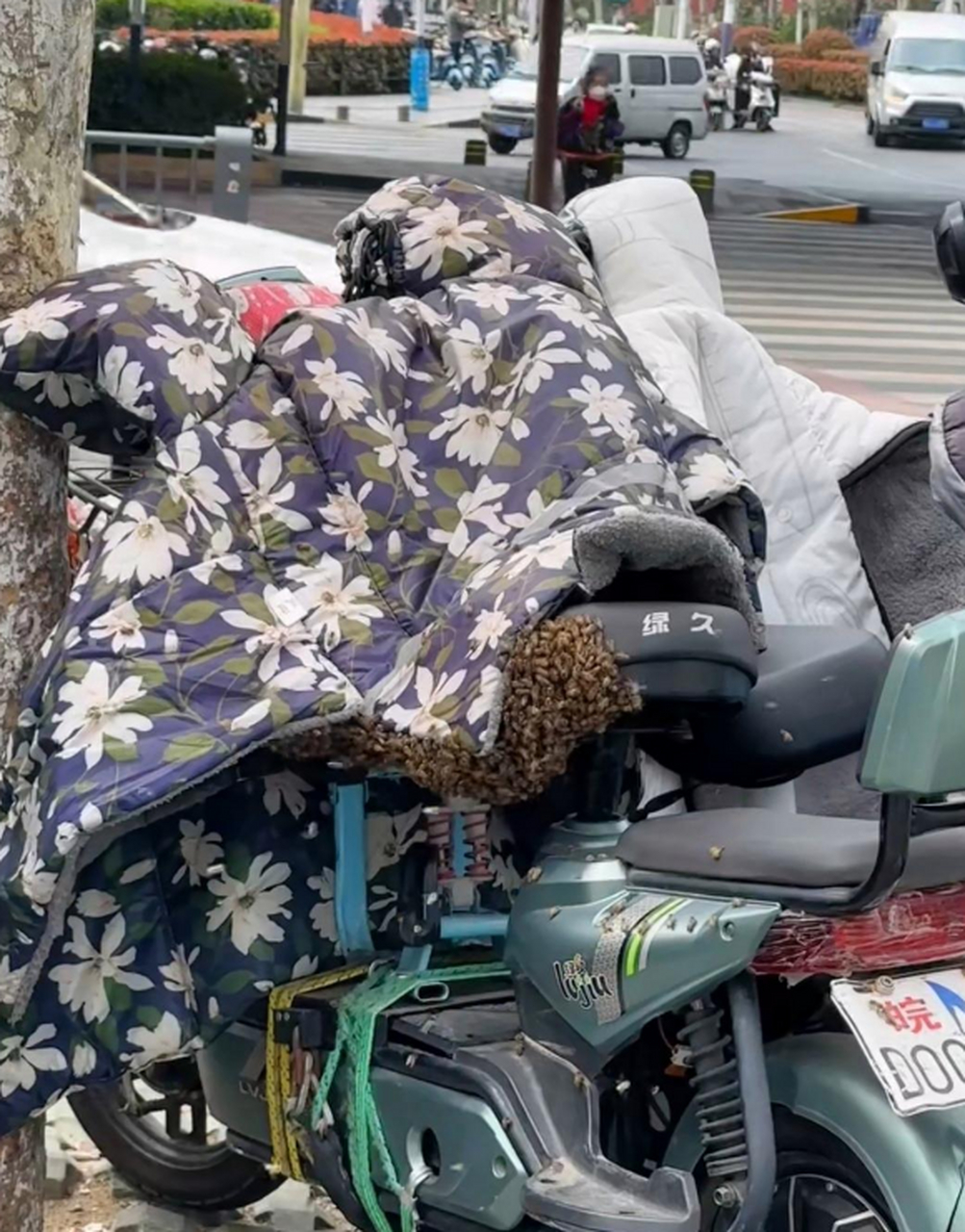 买电动车送蜂蜜吗?