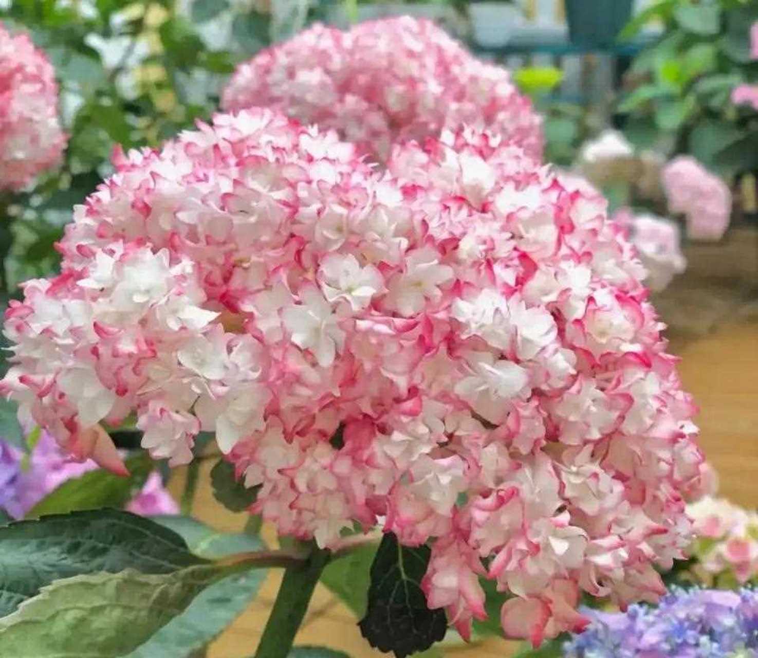 请各位花友欣赏这款超美的绣球花【恋物语】[得意]  这花色真的爱了