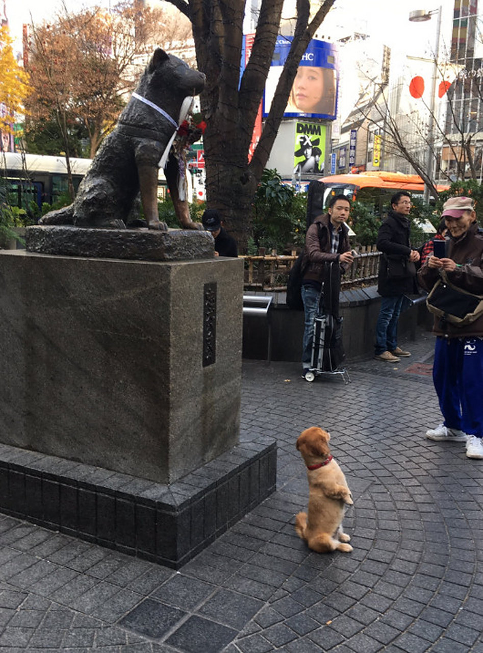 忠犬八公的雕像前,铲屎官想让自家汪上前合个影.