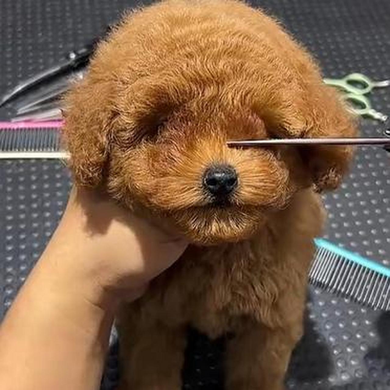 泰迪的毛发太长,把眼睛都给遮住了,剪刀下去就像是换了一只小狗