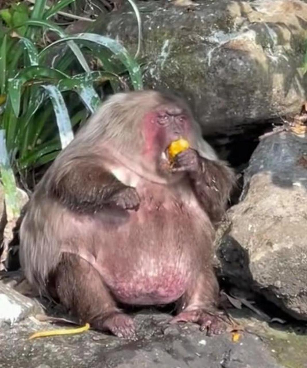 这猴子也太肥了,简直就像大蛤蟆!