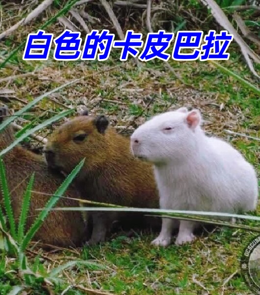 它们通常具有一双明亮的大眼睛和一对柔