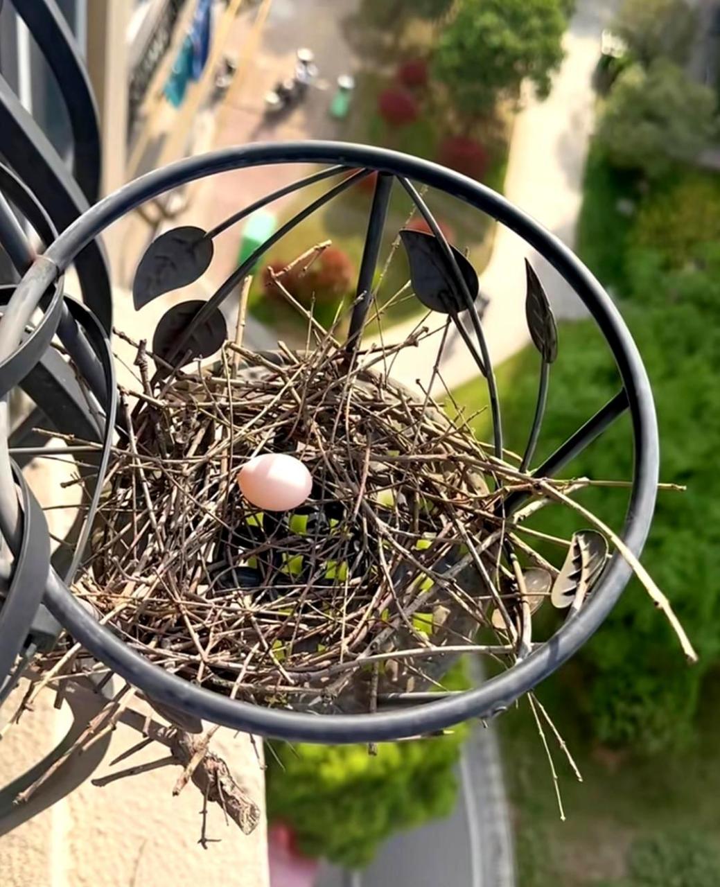 珠颈斑鸠届的斑鸠窝,堪称豪宅装修典范!