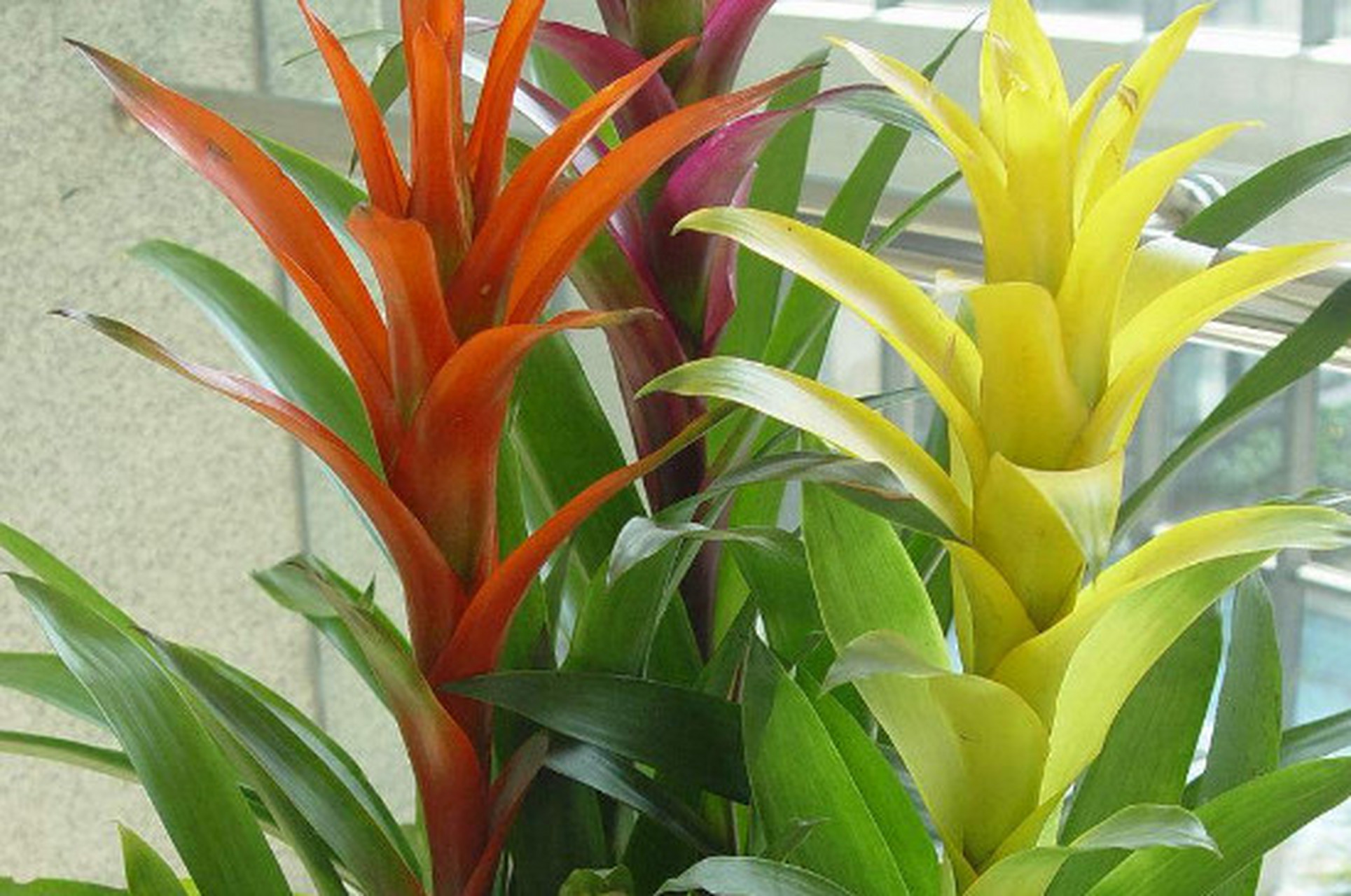 别担心,小编今天给大家介绍的盆栽——水塔花,绝对是最适合家庭养殖的