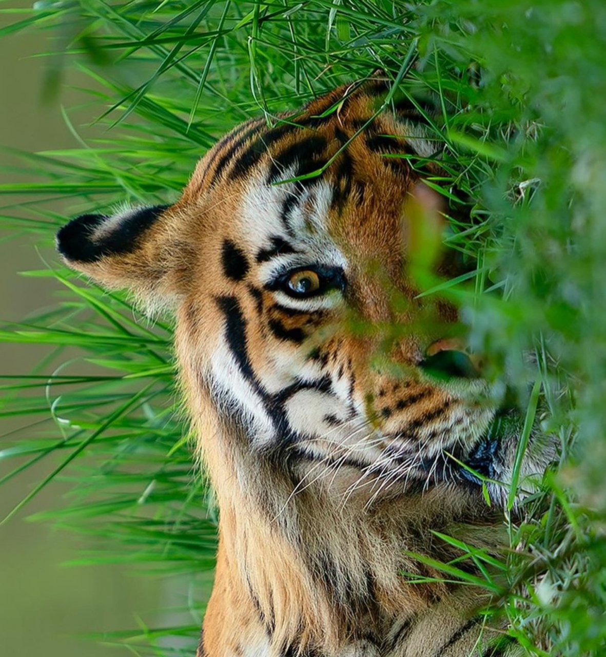 老虎的身姿显得非常威严,它躺在在一片草地上,身躯笔挺而有力,肌肉