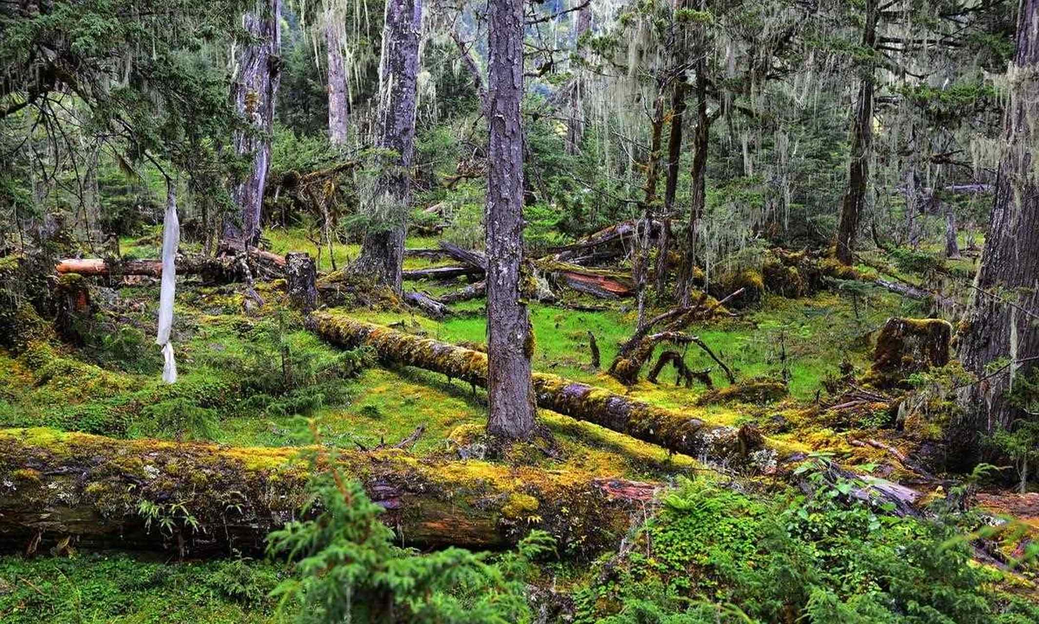 西藏林芝地区米林县南伊沟.