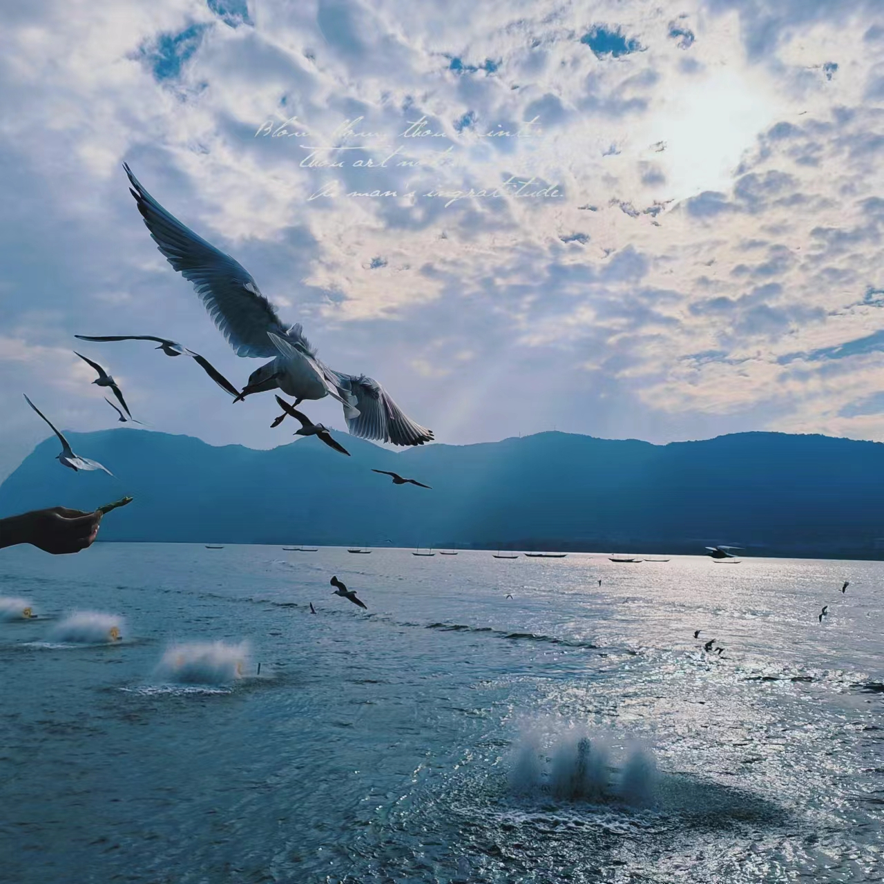 百家帮扶计划# 海鸥,优雅坚韧,大海的子民与人类的朋友.