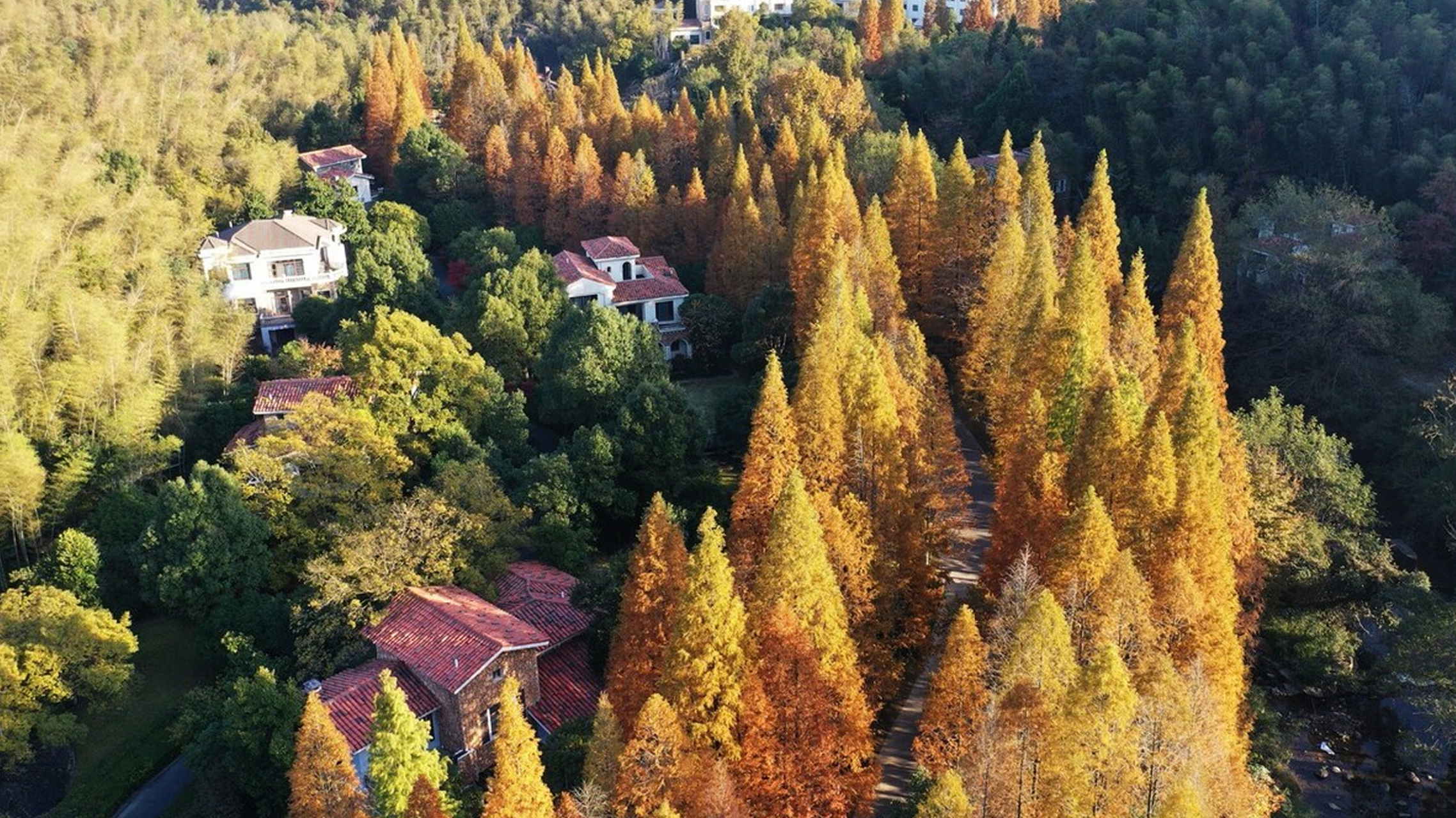 初冬时节的南昌梅岭森林公园,成片的水杉林换上了红装,千年银杏也披上
