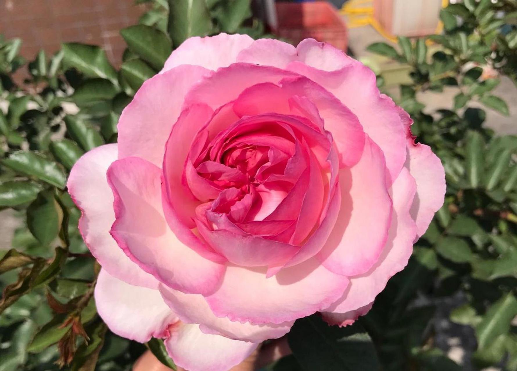 这种花名字叫"贵族香水","伊芙"系列香水月季的杰出代表,在全世界范围