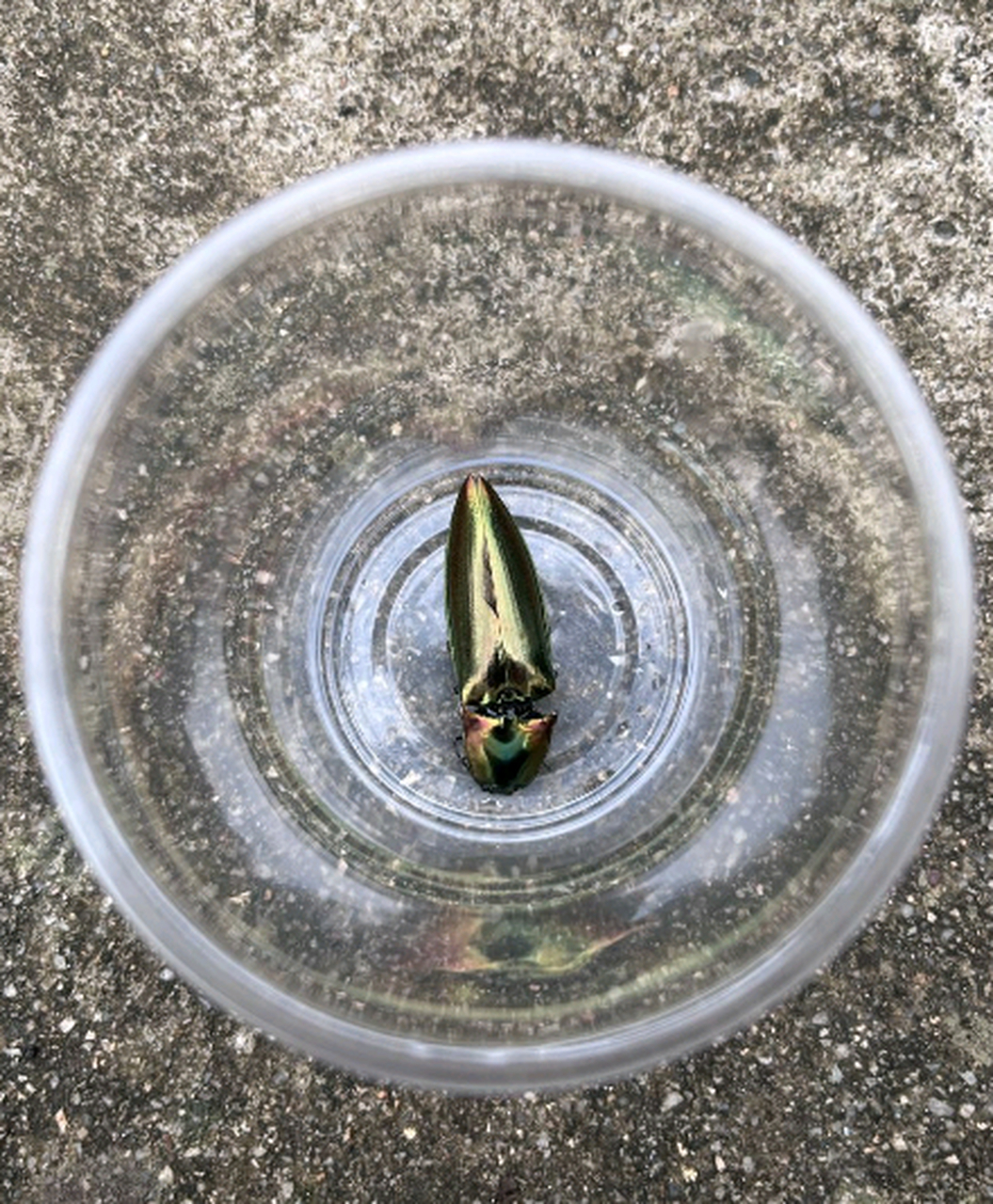 这是啥虫子?这就是五彩斑斓的黑色吧