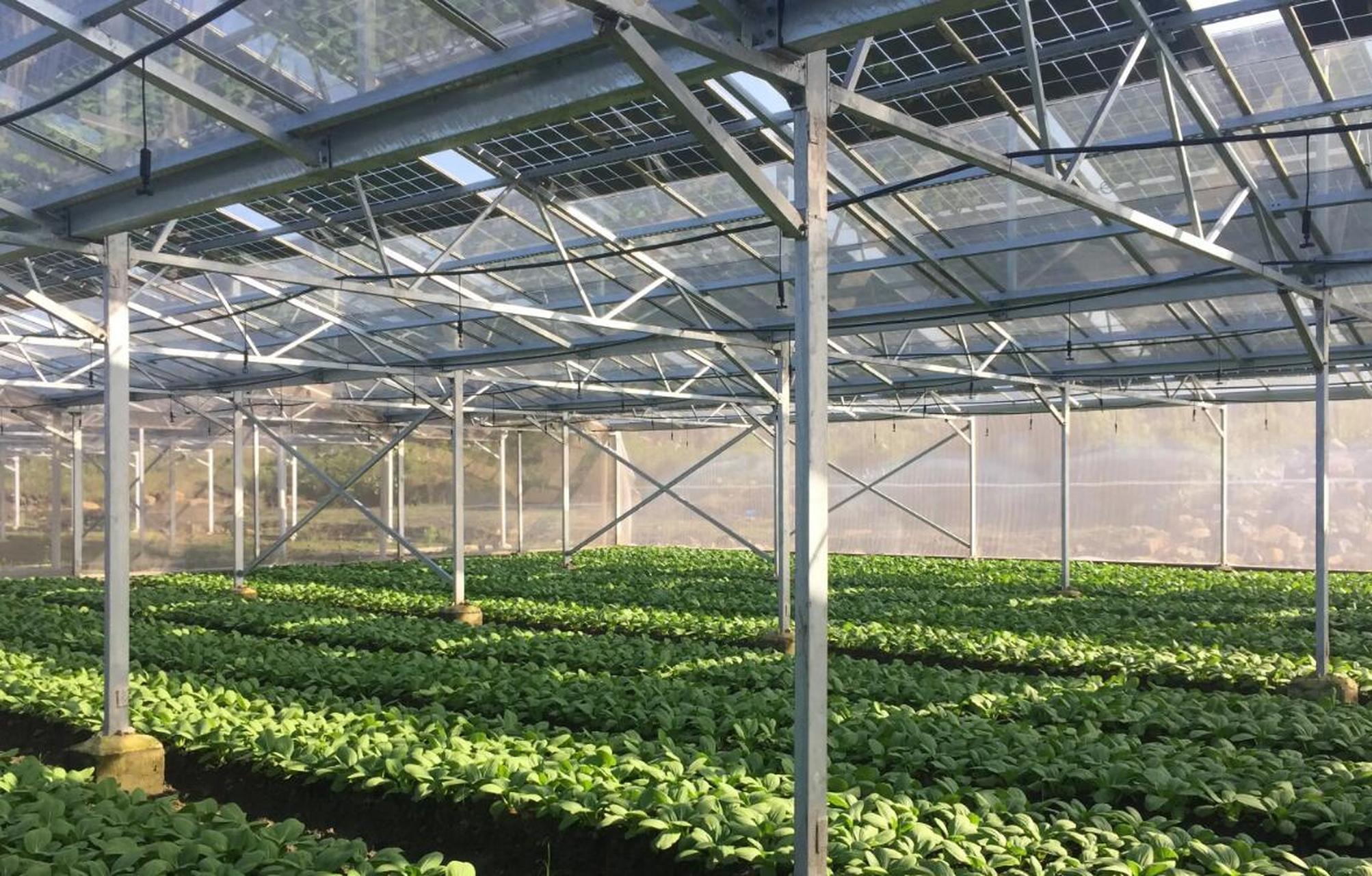 光伏太阳能温室大棚不仅可以产生电能,还为作物或食用菌提供适宜的