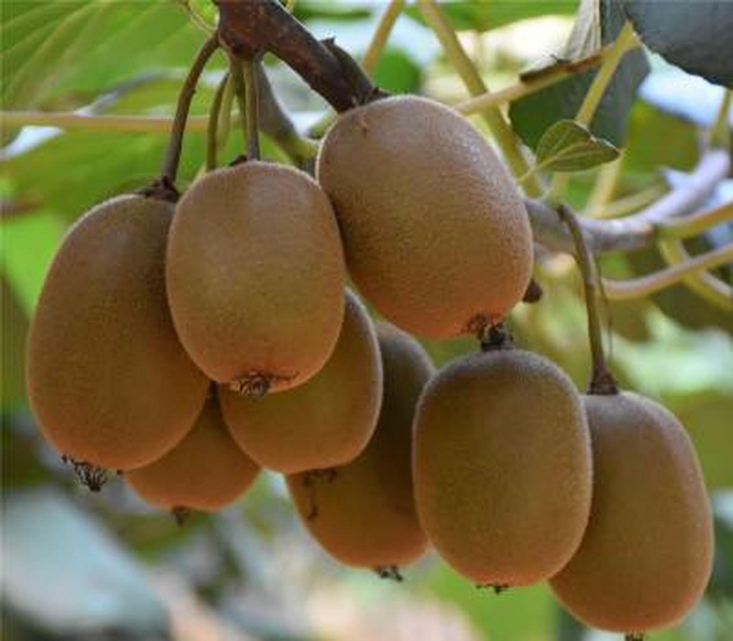 南阳特产——西峡猕猴桃 西峡猕猴桃为地理标志保护产品,俗称"阳桃"