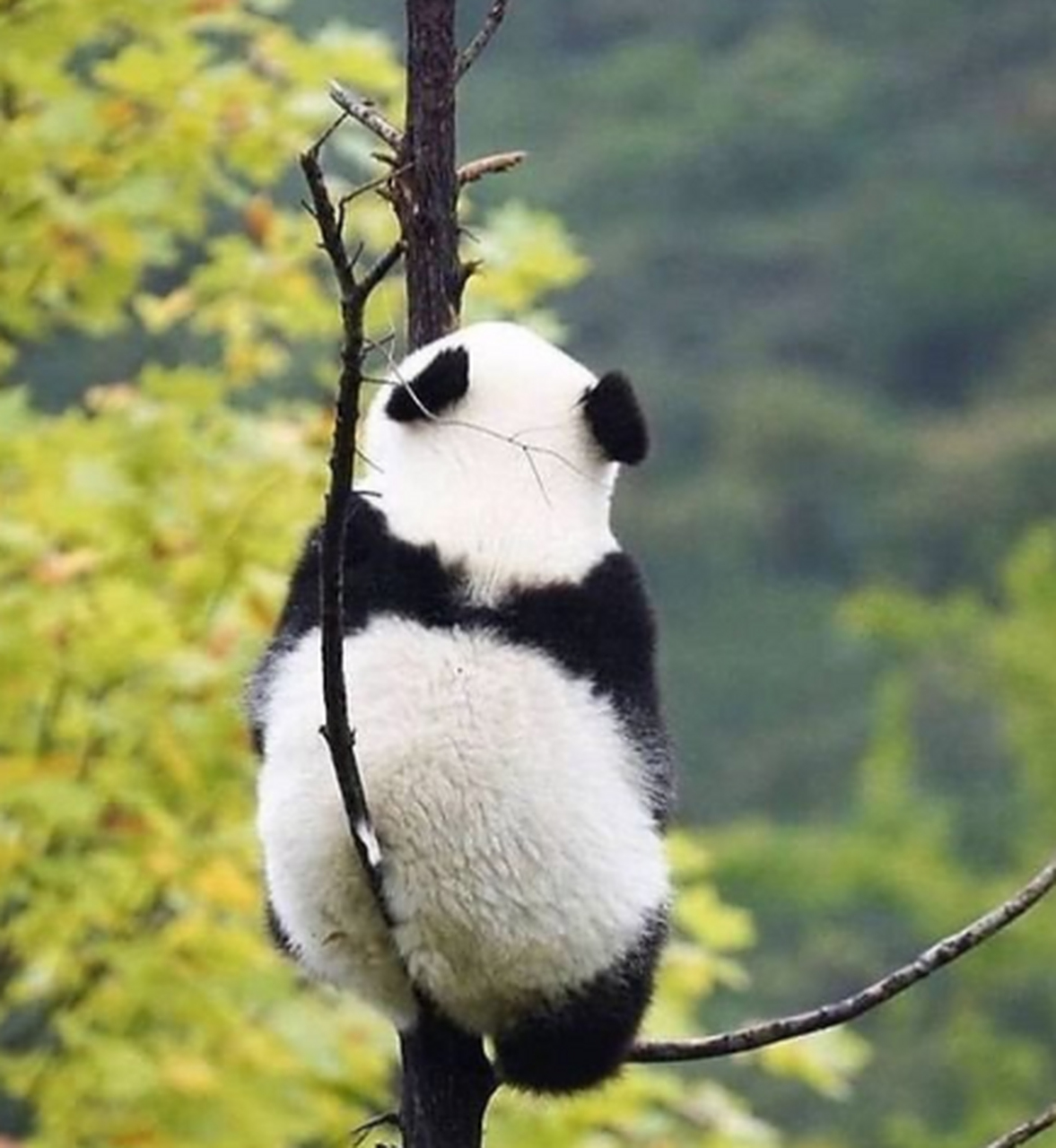 遇到挂树熊猫请不要无视,你的运势大涨 67