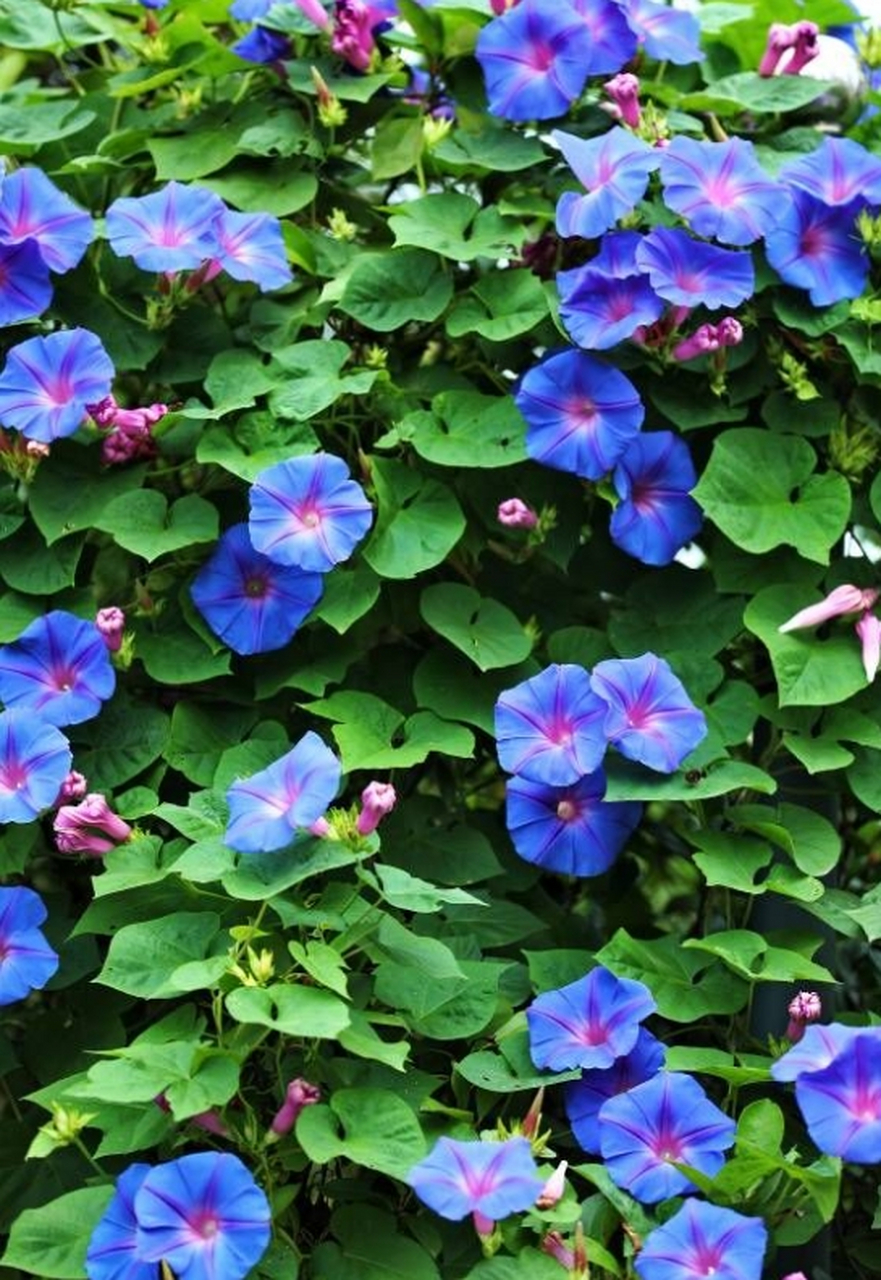美国宿根牵牛花,没有种子,多年生,一年就能爬满墙,整出个蓝色花墙,主