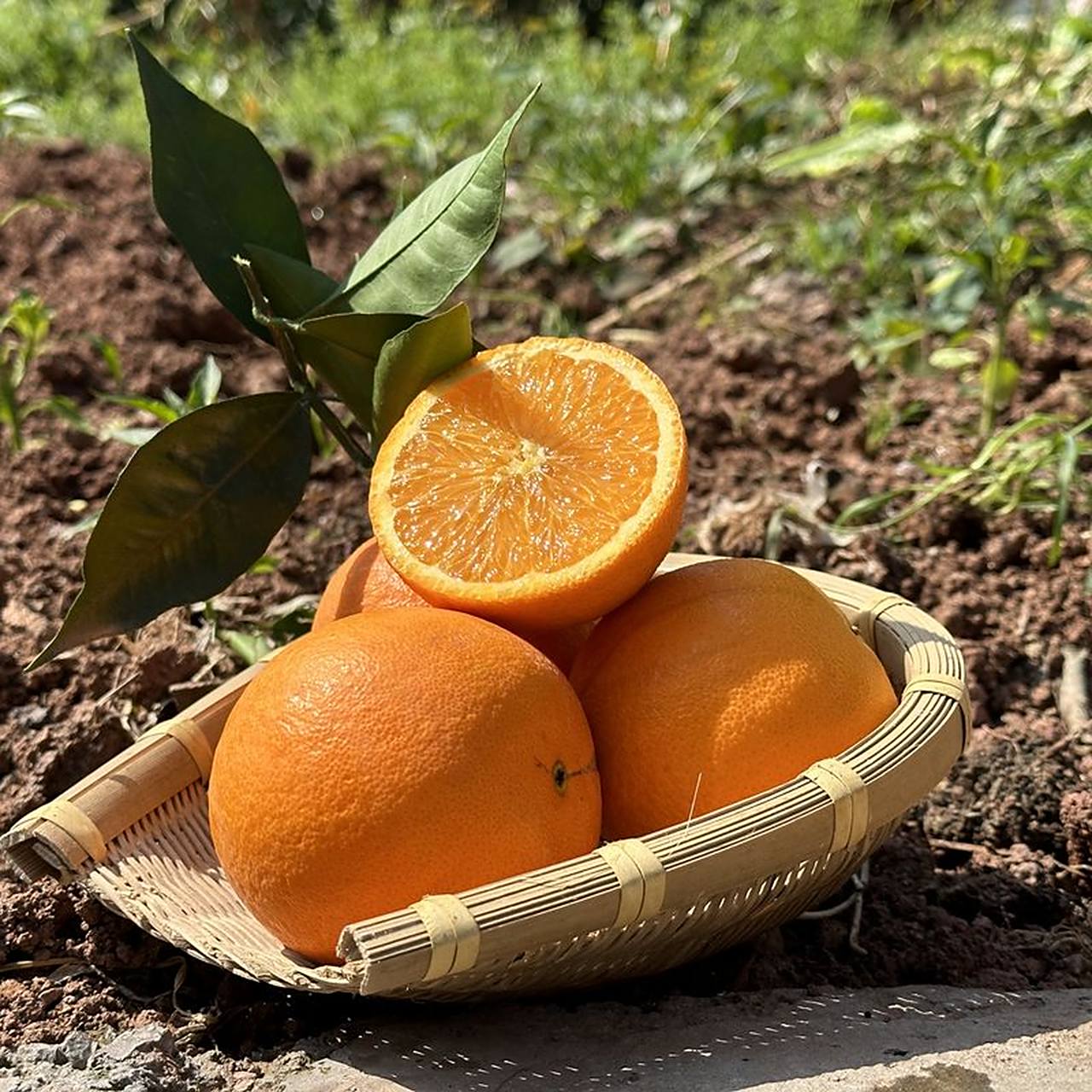 【年华专享】正宗伦晚脐橙秭归长江三峡鲜橙现摘现发5斤9斤包邮  92