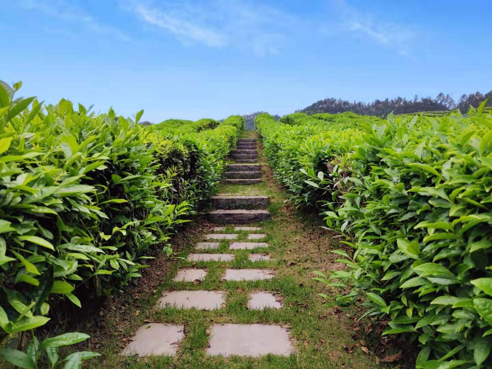 泰康径山竹茶园介绍图片